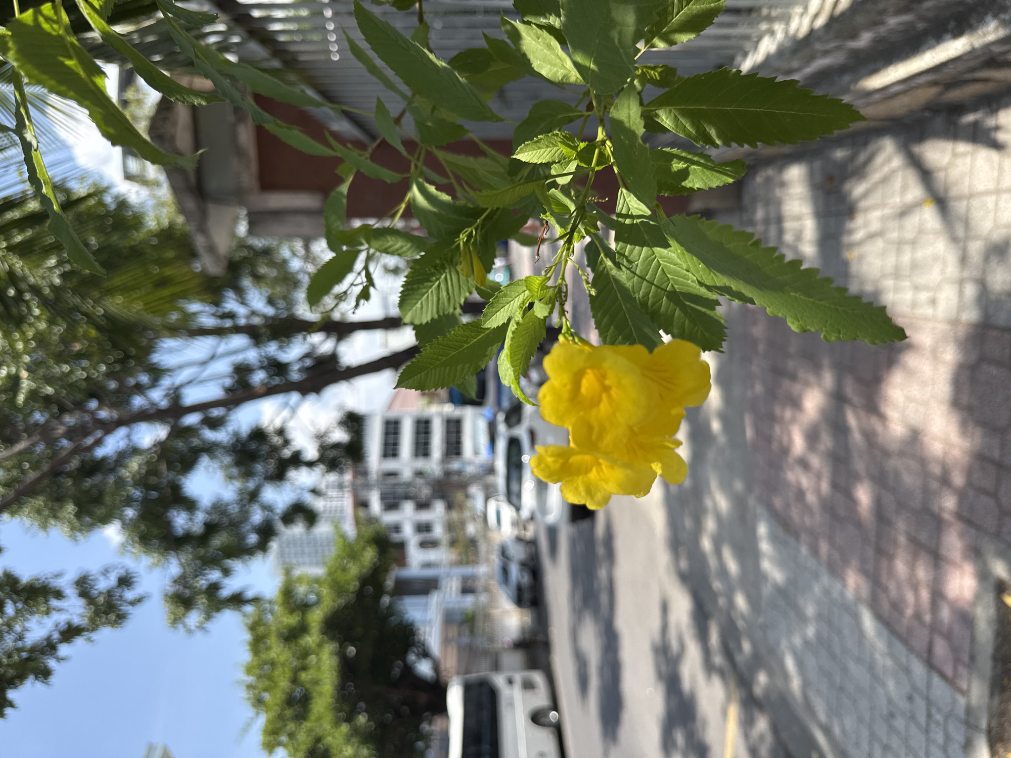 This is a close-up, eye-level shot of yellow flowers and green leaves in the foreground, with a blurred city street in the background. The flowers appear to be blooming on a vine or shrub, with several clusters of yellow petals visible. The leaves are serrated and vibrant green, also in sharp focus. Behind the foliage, a paved sidewalk with a tiled pattern is visible, casting dappled shadows from unseen trees. Beyond the sidewalk, a street runs horizontally, with several cars and a white bus in the distance. Buildings with white facades and multiple stories are also visible in the background, suggesting an urban environment. A grey metal fence runs along the right side of the frame, partially obscuring the buildings. The sky is bright blue with a few wispy clouds, indicating a sunny day. The scene is likely located in Nha Trang, Vietnam, given the presence of lush vegetation, urban architecture, and the general appearance of the street and vehicles.