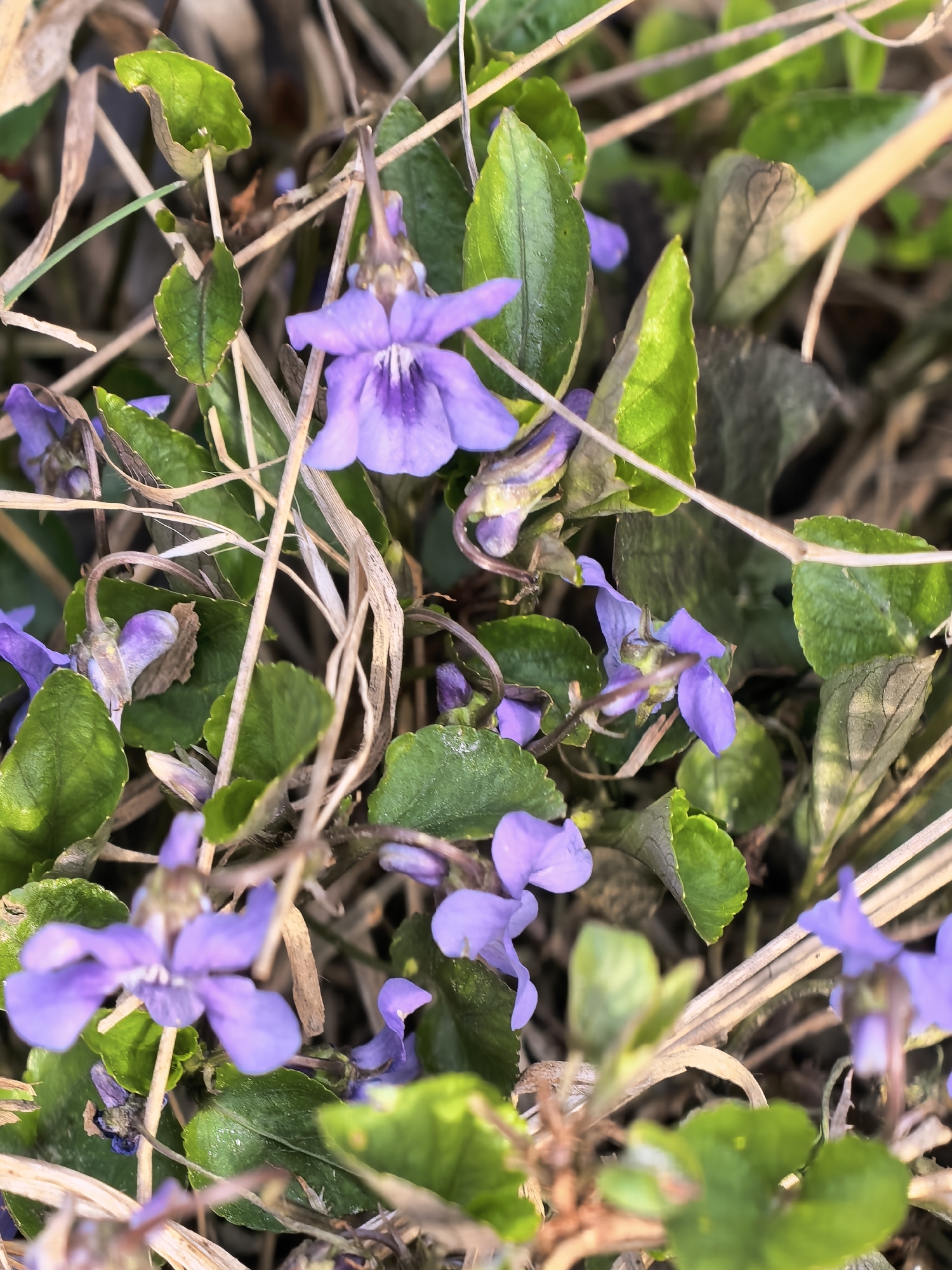 The image shows a close-up view of a patch of common blue violets (Viola sororia) growing amongst dry, brown grass. The violets are in varying stages of bloom, with some flowers fully open and others still in bud. Their petals are a vibrant shade of purple, with darker veins visible on the lower petals of some flowers. The leaves are green and heart-shaped, with slightly serrated edges. The dry grass is intertwined with the flowers and foliage, creating a somewhat tangled and naturalistic appearance. The scene appears to be outdoors, during the daytime, possibly in a garden or yard.