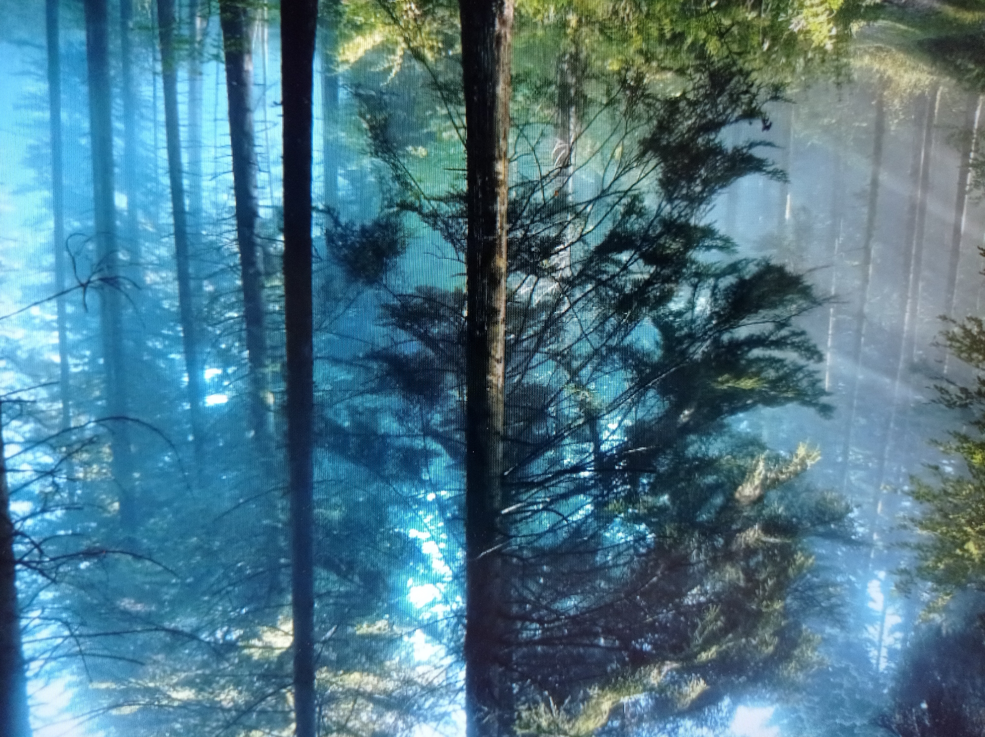 The image depicts a dense forest with tall coniferous trees. Sunlight streams through the branches, creating a hazy, atmospheric effect. The foreground features the textured bark of a prominent tree trunk and dark green foliage. In the background, the forest recedes into a soft, blue-toned mist, with more trees visible and shafts of light piercing the canopy. The ground cover is a mix of greenery and possibly some grass. There are no people or any man-made objects visible in the scene. The image does not provide any specific visual cues that would allow for the identification of the location as being within the city of Mukachevo, Ukraine.