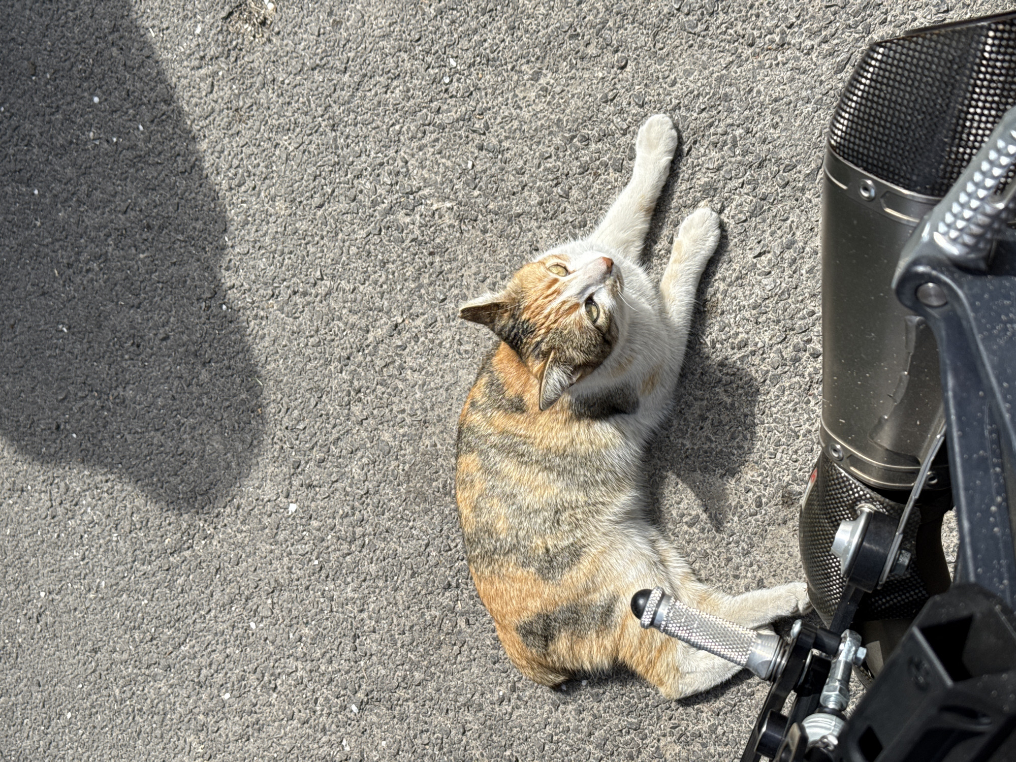A calico cat lies on asphalt next to a motorcycle in Bozhurishte, Bulgaria. The cat is positioned in the center of the image, on its back, with its legs outstretched towards the upper right corner of the frame. The cat's head is tilted upward and to the left. The motorcycle is located on the right side of the frame. The motorcycle foot peg is next to one of the cat's paws. The exhaust pipe of the motorcycle is behind the cat's head. The asphalt appears to be a road surface. The left side of the image is a shadow.