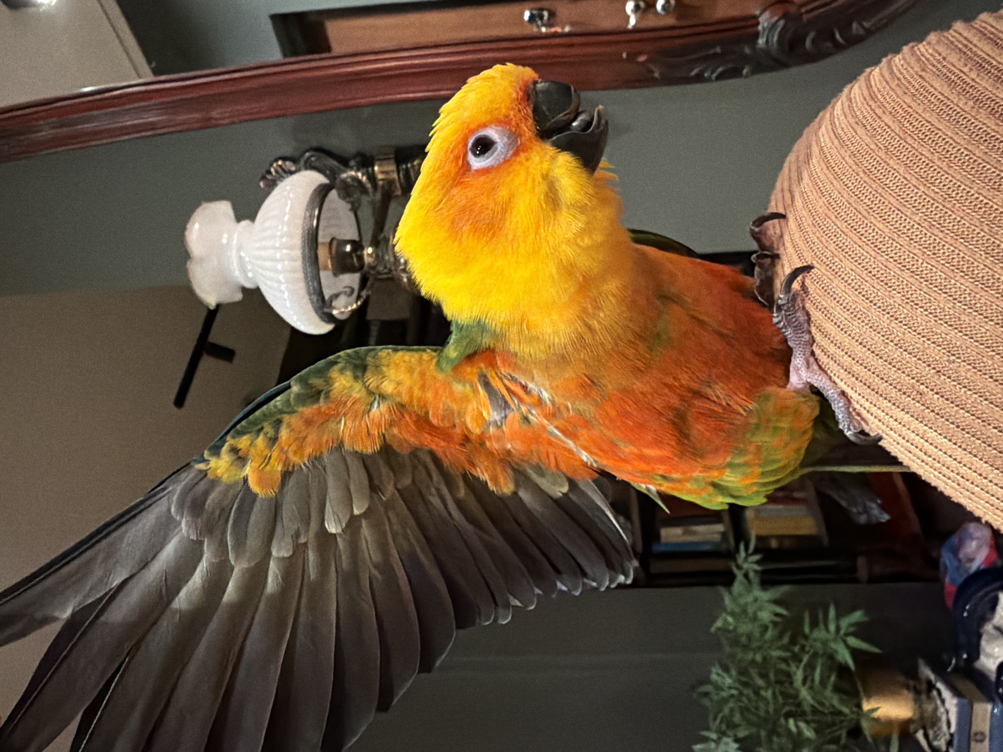 A sun conure is perched on the side of a light brown lampshade. The bird's head is yellow, with orange and green feathers on its back and wings. It has a black beak and white eye. Its left wing is outstretched, revealing grey flight feathers. The bird's feet are gripping the lampshade. The background includes a dark wooden shelf and a white lamp fixture. There is no indication of the city of Khimki, Russia.