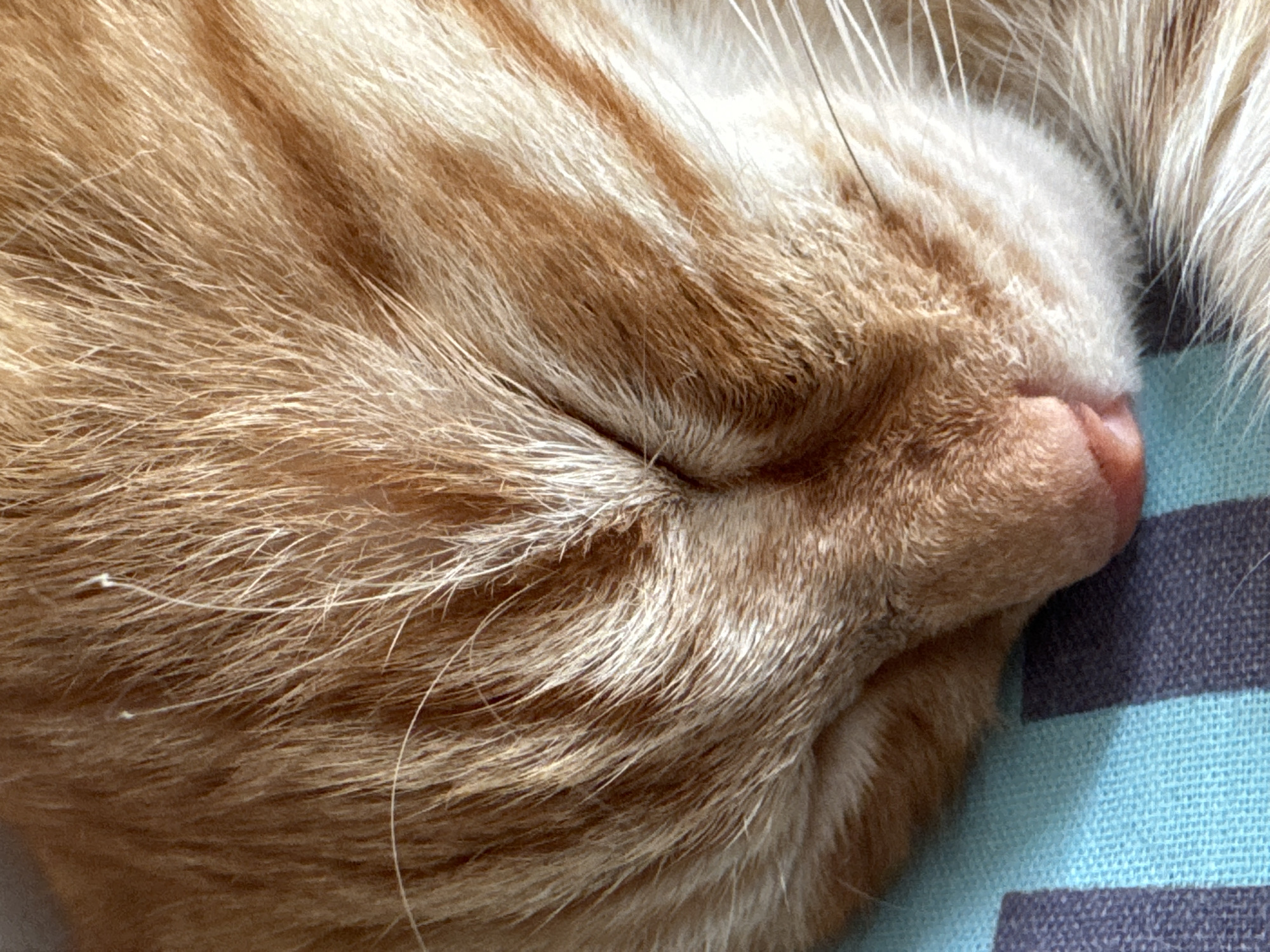 A close-up shot shows the face of an orange tabby cat sleeping on a striped blue and purple fabric. The cat's eyes are closed, and its pink nose is visible. The fur is detailed, showing individual strands and stripes of orange and white. The background is blurred, with the fabric taking up the lower portion of the image. There is no discernible information about the location in Yekaterinburg, Russia.