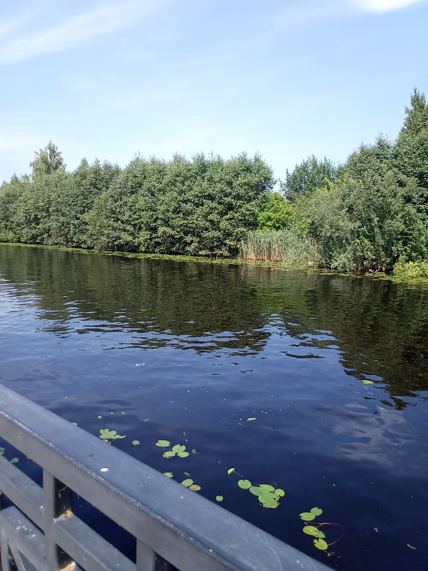 This is a photograph taken from a bridge overlooking a calm, dark body of water. In the foreground, a grey metal railing runs diagonally across the bottom of the frame. The water surface is mostly smooth, reflecting the dense green trees that line the opposite bank. Patches of lily pads are visible scattered across the water. The far bank is covered in lush, green foliage, with taller trees at the back and shorter reeds and bushes closer to the water's edge. The sky above is a clear, pale blue with a few wispy white clouds. The scene appears to be a natural landscape within a city, likely a park or waterfront area. The presence of the railing suggests a public access point, such as a bridge or promenade. The overall impression is one of a serene, natural setting. The location is the city of Belozersk, Russia.
