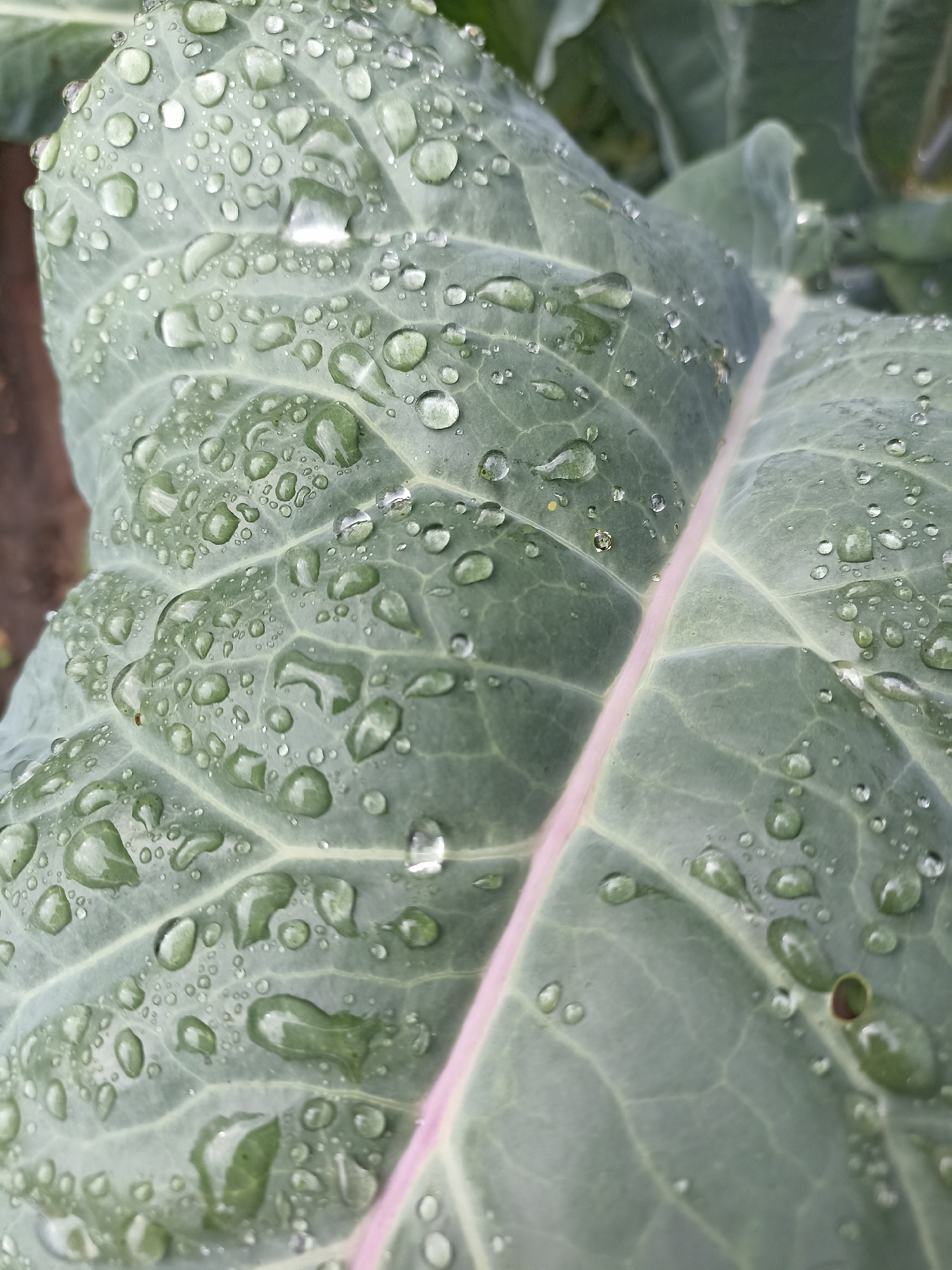 A close-up, overhead shot focuses on a large, green leaf covered in numerous water droplets of varying sizes. The leaf exhibits prominent veins and a faint pinkish hue along its central rib. The droplets create a textured surface, with some appearing perfectly round and others elongated or irregular. The background is blurred, suggesting a natural, outdoor setting. The image provides no information about the city of Mochische, Russia, or any people or actions.