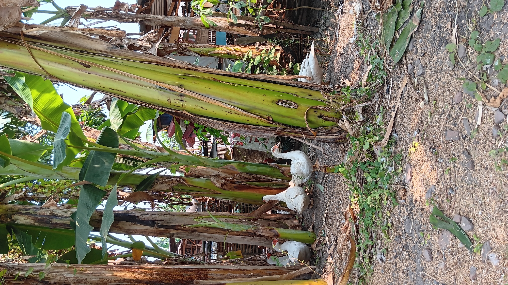 This image depicts a rural scene in the village of Sonobekel, Indonesia, characterized by a cluster of banana trees. Four white ducks are present in the foreground, scattered amongst the base of the trees and on the earthy ground. The ground is covered in a mixture of soil, dried leaves, and what appears to be rice husks. In the background, elements of a simple rural dwelling are visible, including wooden structures and a sack of what might be feed. The lighting suggests it is daytime, with sunlight filtering through the banana leaves. There are no people visible in the image.