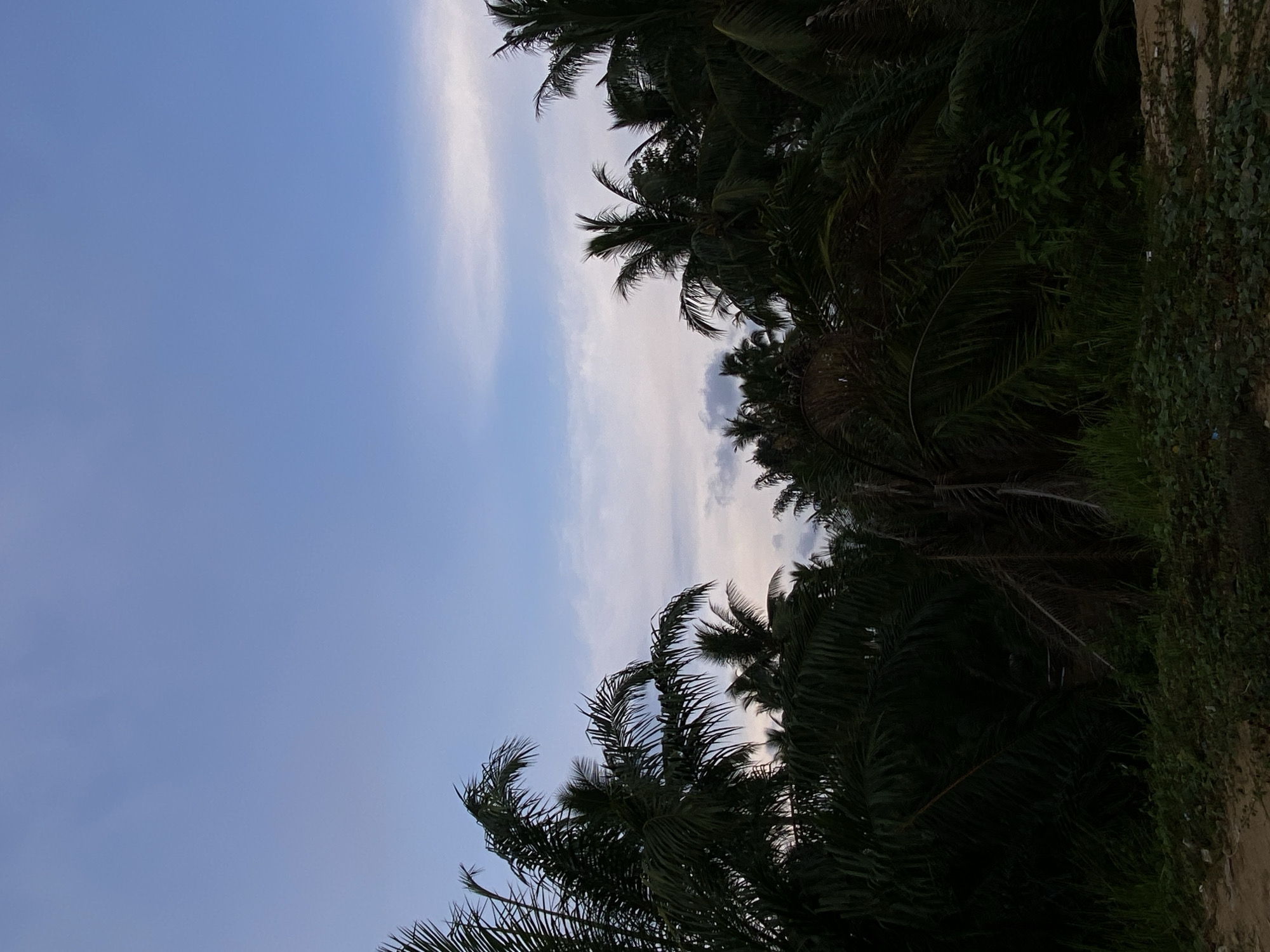 The image depicts a view of the sky partially obscured by palm trees and other vegetation. The sky is a light blue color with wisps of clouds. The vegetation is dense and dark green, suggesting a tropical environment. The image is rotated counterclockwise. The location is Tanjongkapai, Indonesia, based on user input. There are no people visible. The scene shows a natural landscape dominated by sky and tropical flora.