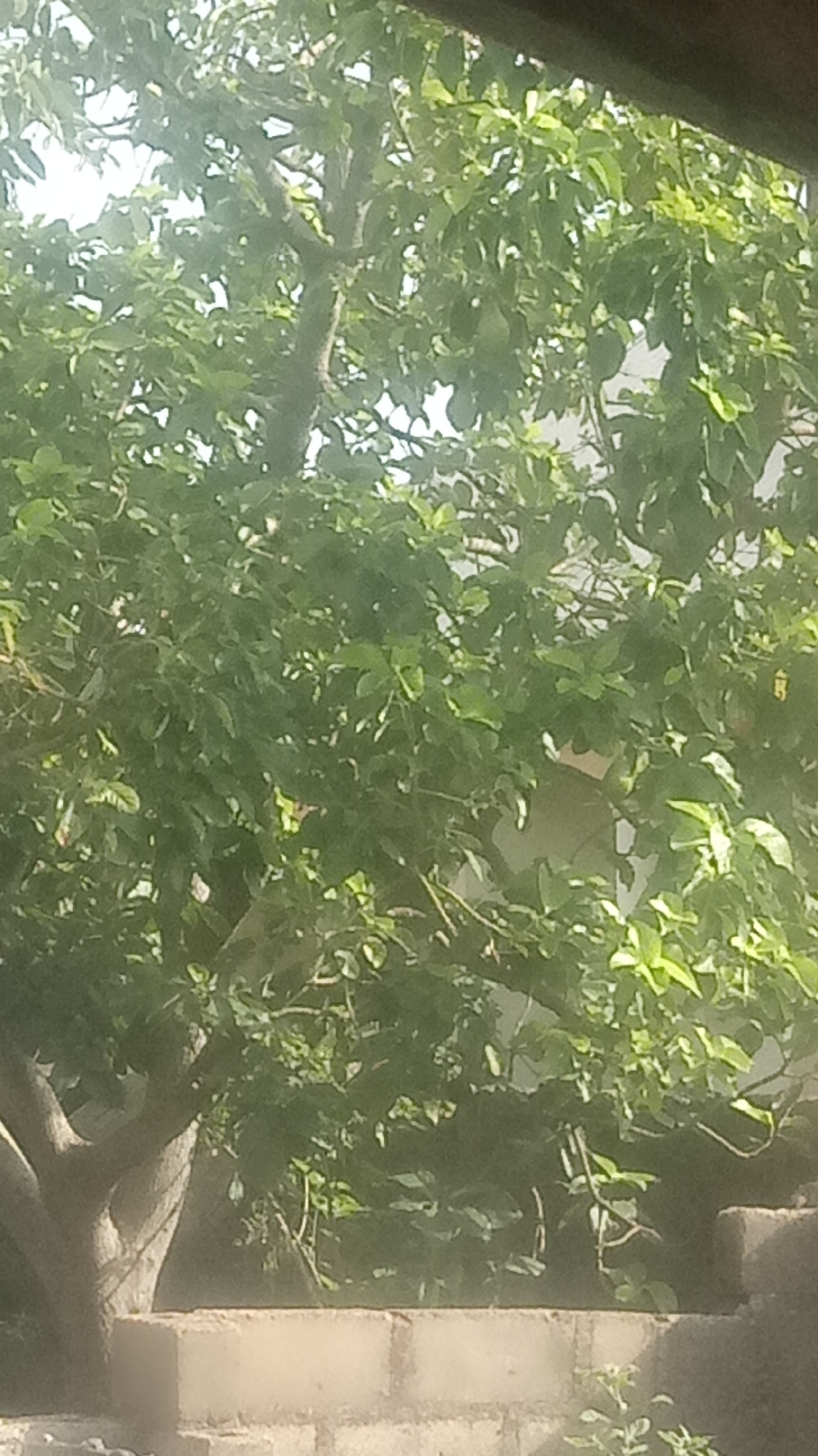 Here is a forensic description of the image.
The image shows a lush, green tree with dense foliage obscuring much of the background. The tree appears to be growing near a low brick wall. The lighting in the image is bright, possibly indicating a sunny day. The location is unknown.