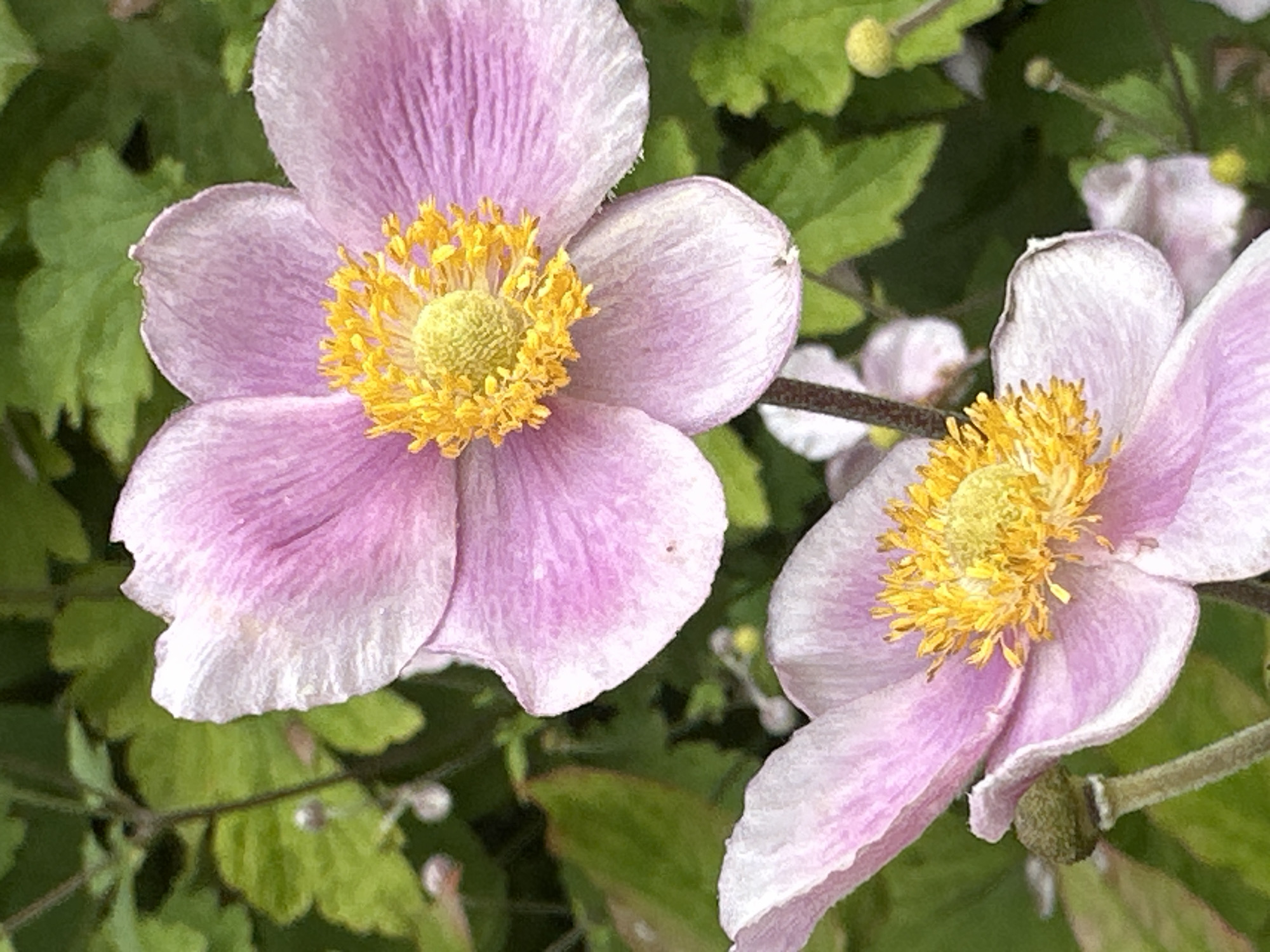 This is a close-up, vertical, outdoor photograph of two Japanese anemone flowers. The larger flower is in the upper half of the frame, viewed from the side, revealing its delicate pink petals and bright yellow center. The smaller flower is in the lower half of the frame, also viewed from the side, with its petals slightly unfurled. Both flowers are in focus, with the background softly blurred, showing green foliage and some small buds. The lighting suggests it is daytime, and the overall impression is one of natural beauty and tranquility. There is no information in the image to indicate it is located in Podolsk, Russia.