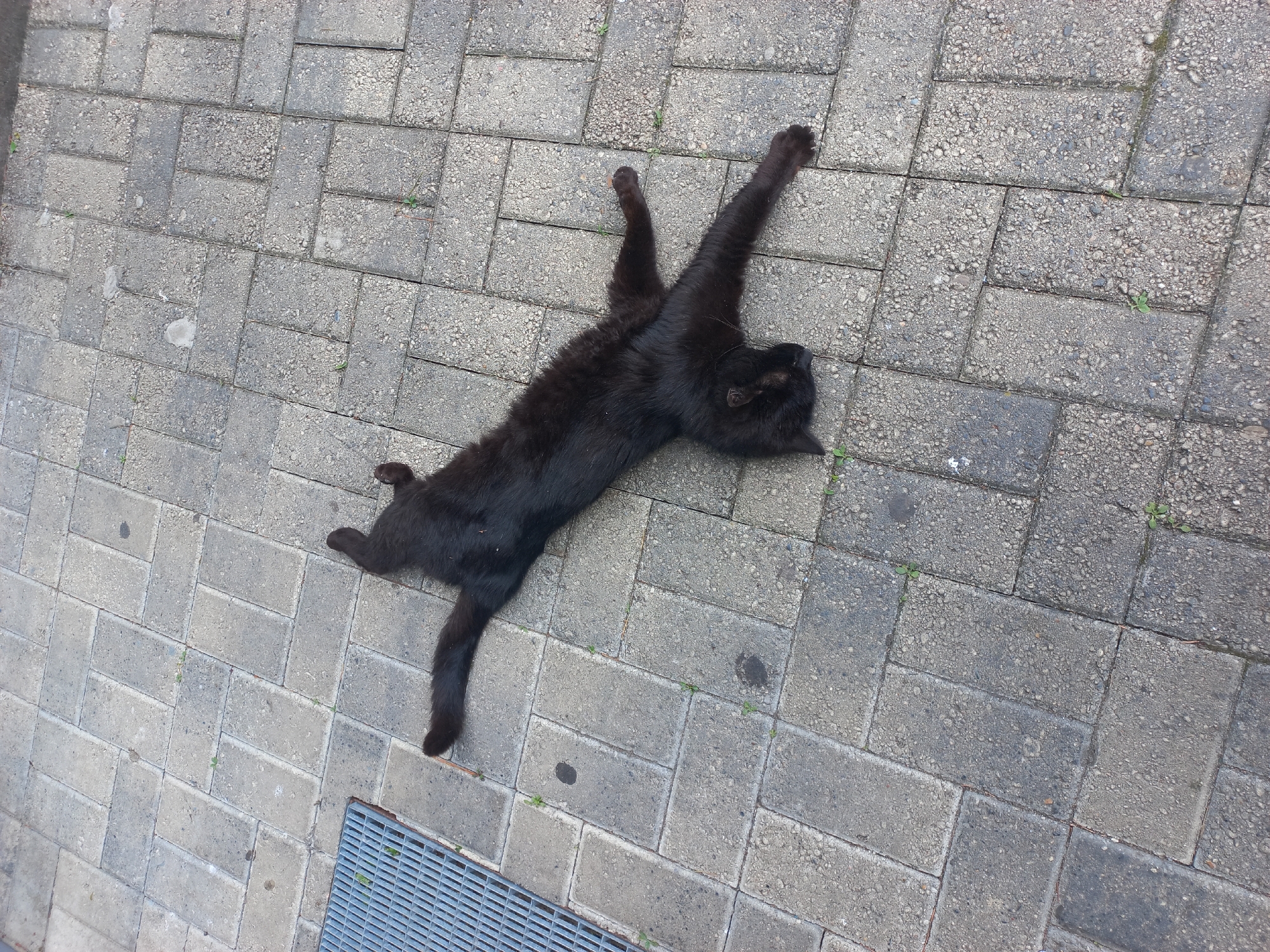 A black cat is lying on a paved surface. The surface is made up of grey rectangular stones. A metal grate is located in the lower left corner of the image. The cat is stretched out with its paws extended. The cat appears to be outdoors. No people are visible. The location is Sochi, Russia.