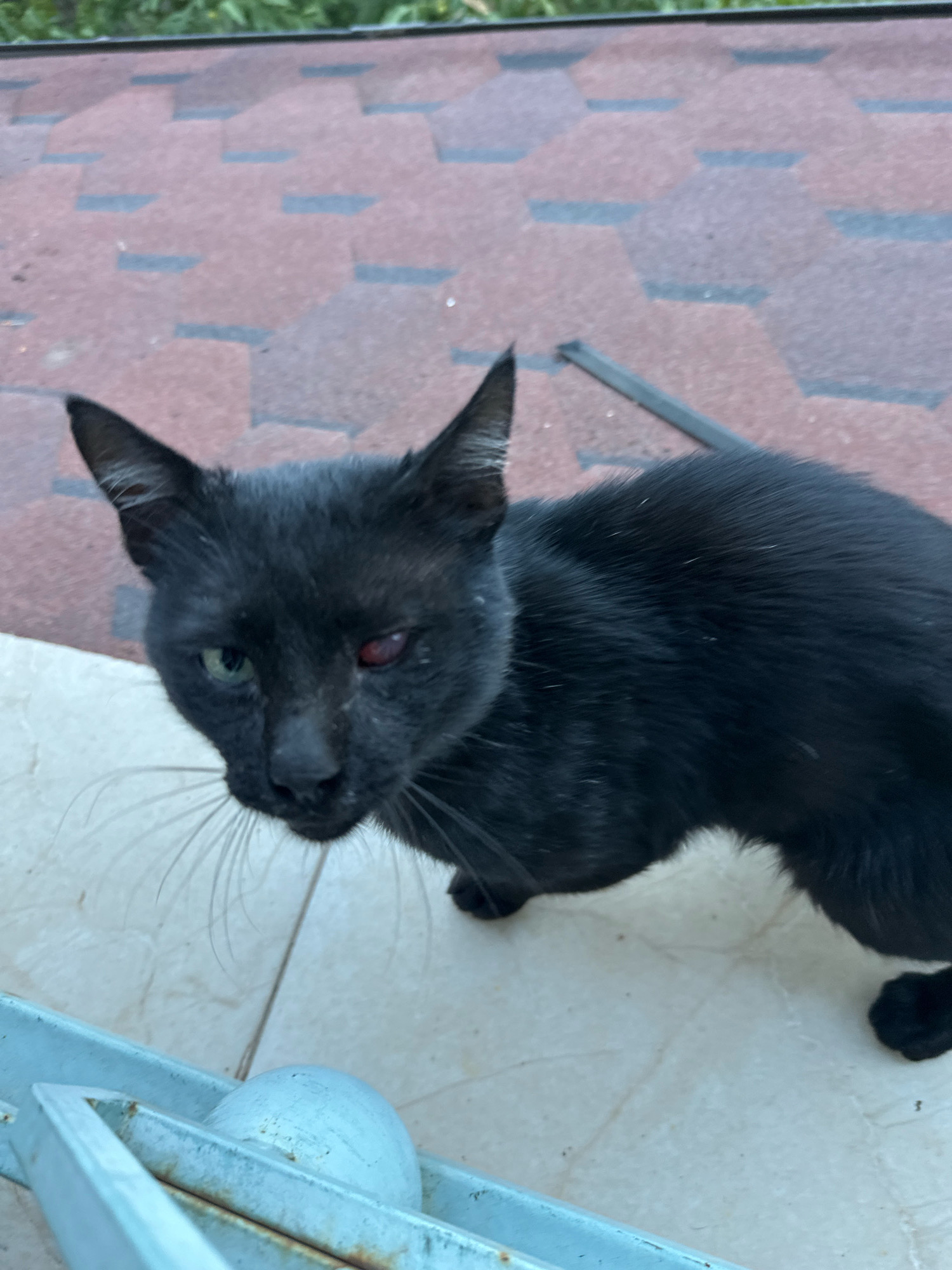 A black cat with heterochromia, one green eye and one red-tinged eye, is positioned on a tiled surface. The cat is facing the camera, with its body angled to the right. Behind the cat, a red and grey patterned roof is visible, with some greenery at the top of the frame. A light blue metal object with a round, white object on it is in the foreground, partially obscuring the cat's lower body. The scene appears to be outdoors. There is no indication that this image is located in Garni, Armenia.