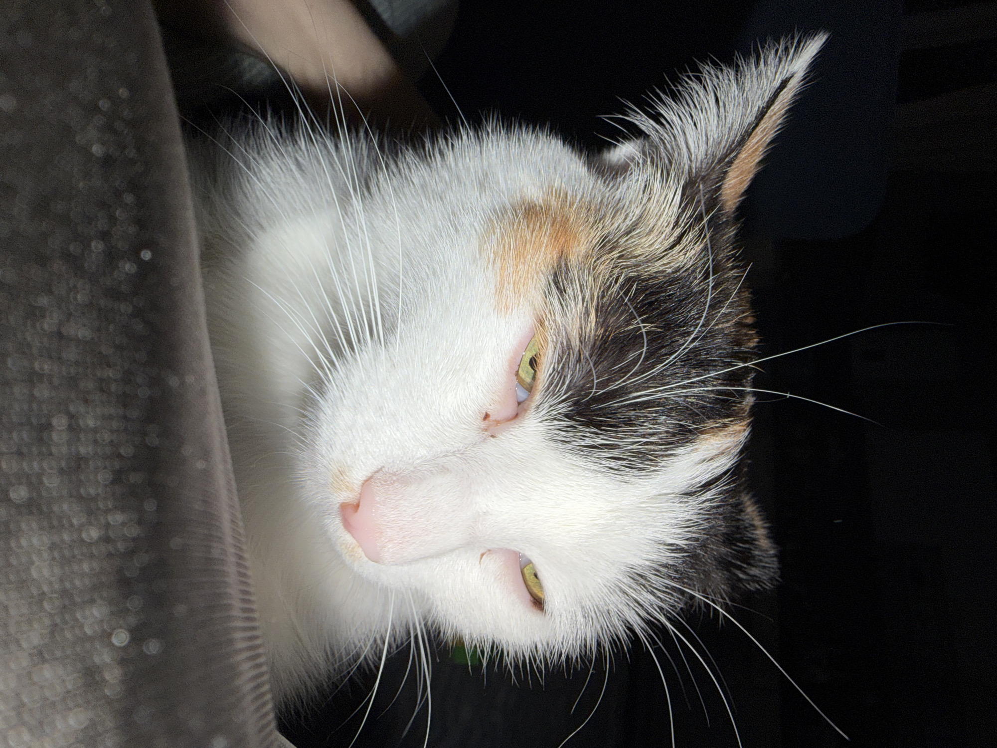 A close-up, slightly skewed image shows the head of a calico cat. The cat has white, black, and orange fur. The cat's eyes are open and a light green color. Its nose is pink. The cat is lying on what appears to be a gray fabric. The background is dark and out of focus. There is no evidence of location of Rossiyskiy, Russia.