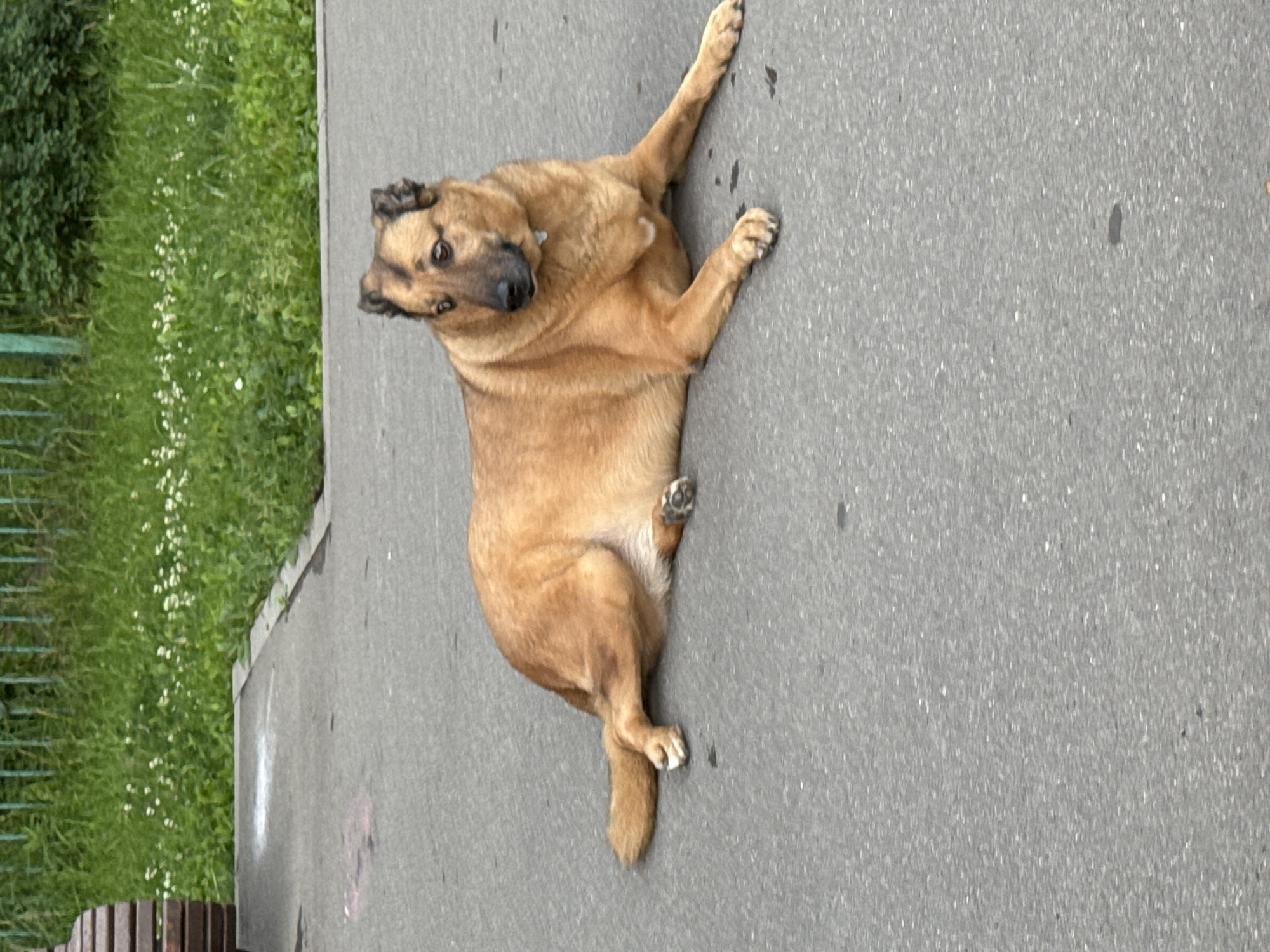 A medium-sized, tan-colored dog lies on its side on a grey asphalt surface. The dog is facing towards the left of the frame, with its head turned to look at the camera. Its body is relaxed, with its paws extended. The dog's fur appears to be short and somewhat rough.
To the left of the asphalt, there is a strip of green grass with small white flowers scattered throughout. A dark green metal fence runs along the edge of the grass. Further to the left, a glimpse of dark green foliage is visible. In the bottom left corner of the frame, a portion of a wooden bench or bin can be seen.
The lighting suggests it is daytime, with no strong shadows indicating a specific time. The presence of grass and foliage implies an outdoor setting, likely a park or a sidewalk area adjacent to a green space. The overall scene is peaceful, with the dog appearing calm and possibly resting. There is no visible text in the image. The location context provided is Zelenograd, Russia.