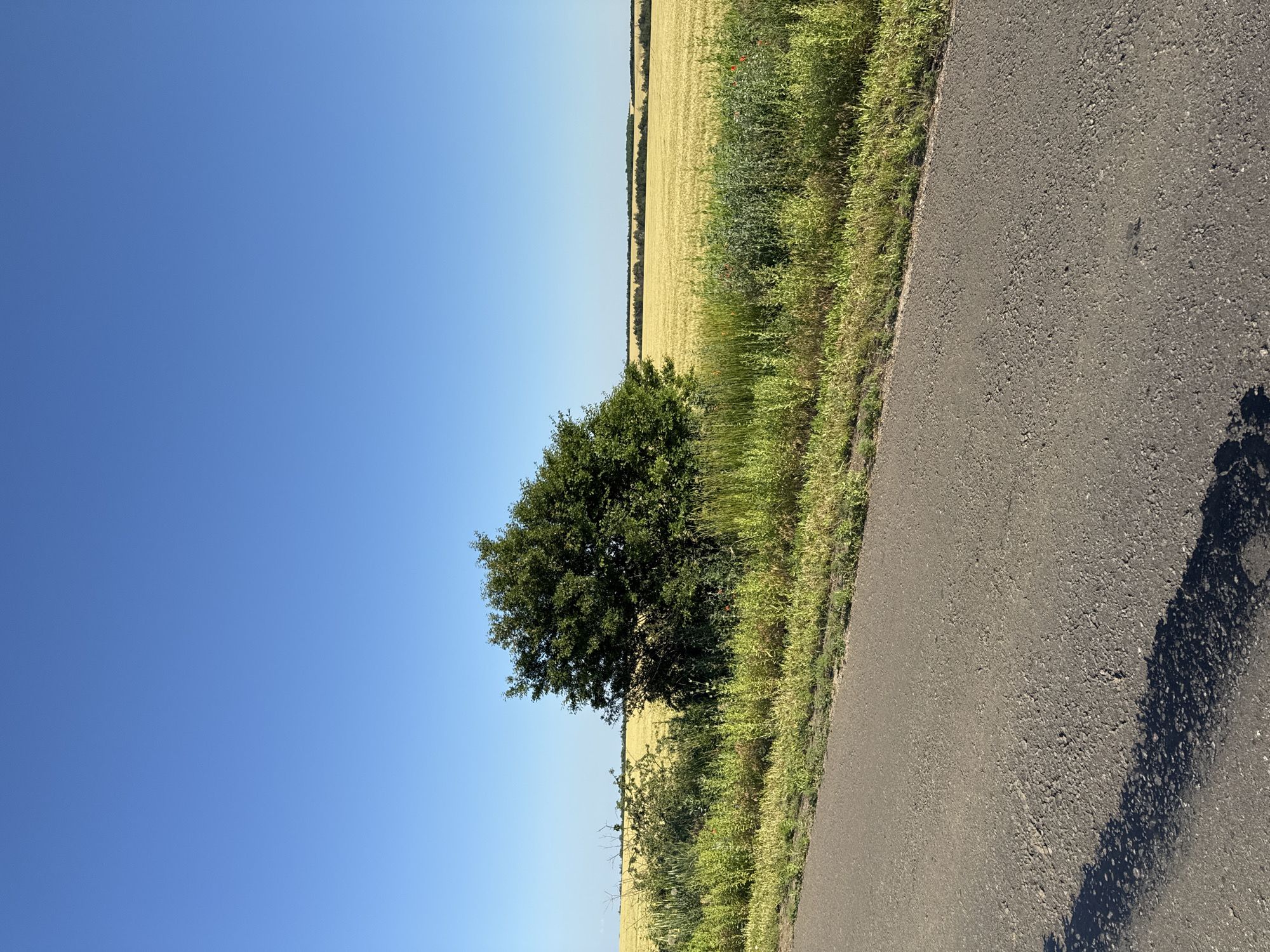 The image depicts a rural roadside scene in Shemetove, Ukraine, under a clear blue sky. In the foreground, a paved asphalt road occupies the lower portion of the frame, with a distinct shadow cast across it from an unseen object. Adjacent to the road, a strip of green grass and vegetation runs along the edge, with some wildflowers, including red poppies, interspersed. Further back, a large, dense green tree stands prominently, with smaller bushes and tall grasses surrounding its base. Beyond the vegetation, a vast field of golden wheat stretches towards the horizon, appearing ripe for harvest. The horizon line is marked by a thin line of trees in the distance, adding depth to the landscape. The overall impression is one of a peaceful, sun-drenched agricultural environment.