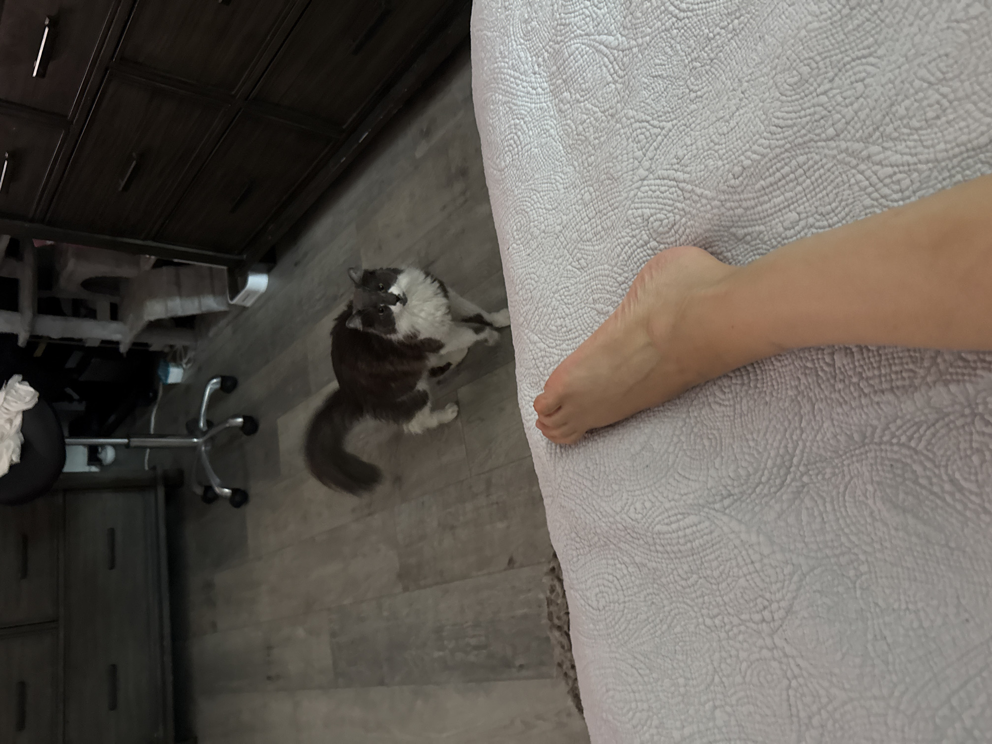 A person's foot is visible in the foreground of this indoor image, resting on a textured white comforter. In the mid-ground, a long-haired cat with grey and white fur stands on a wooden floor, facing the camera. The cat has a bushy tail that curves upwards. Behind the cat, a rolling office chair with a black seat is visible. The background features a dark dresser with multiple drawers on the right side of the image and another dresser and a cat tree on the left. The scene appears to be a bedroom. The location is identified as Bellmore, United States of America.