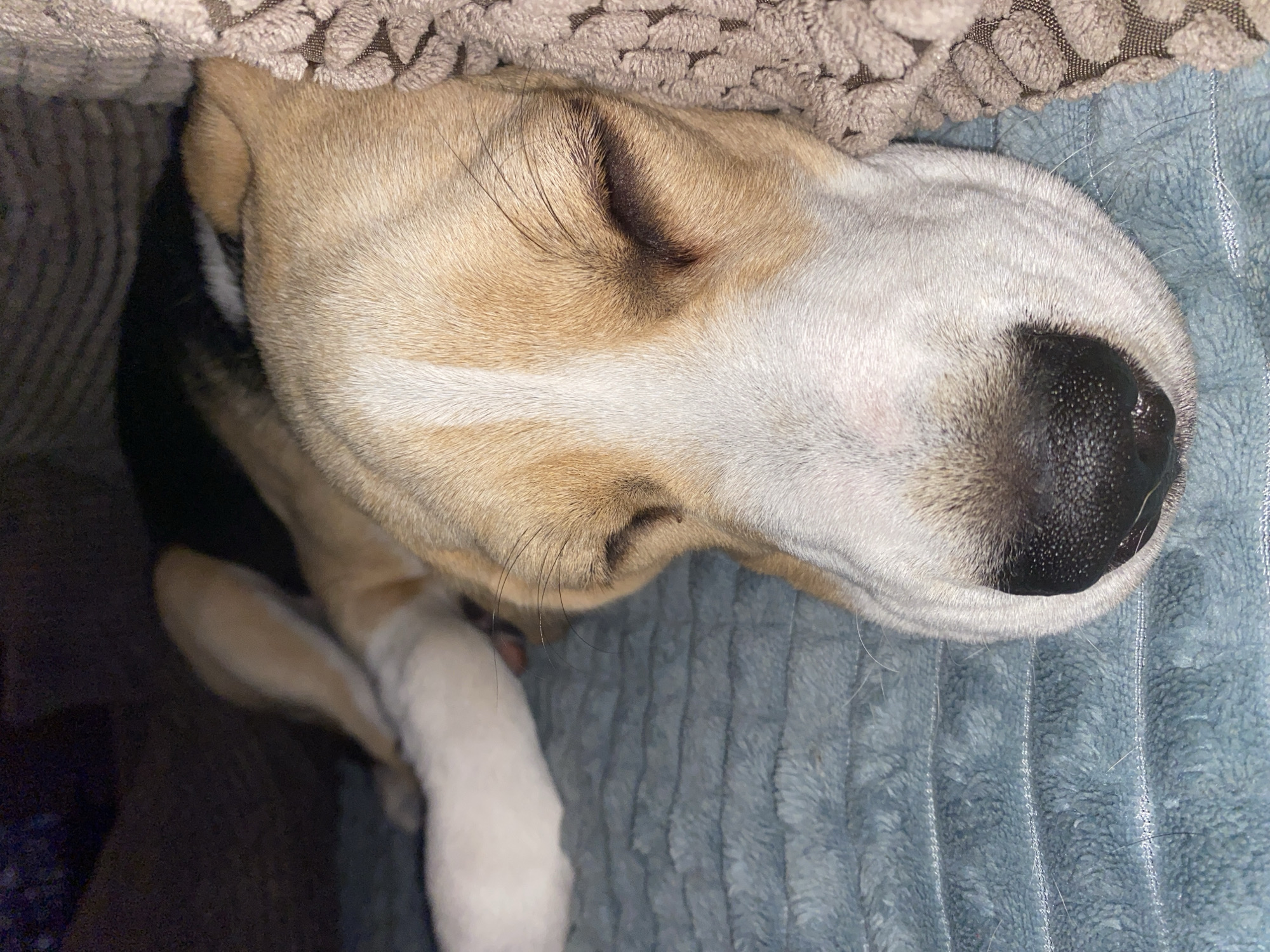 A close-up shot captures a beagle with its eyes closed, resting on a blue, textured blanket. The dog's head is positioned on the right side of the frame, with its muzzle touching a beige, woven blanket. The dog's fur is a mix of tan, white, and black. A white paw is visible to the left of the dog's head. The background is dark and out of focus. There is no discernible location in the city of Perm, Russia, associated with this image.