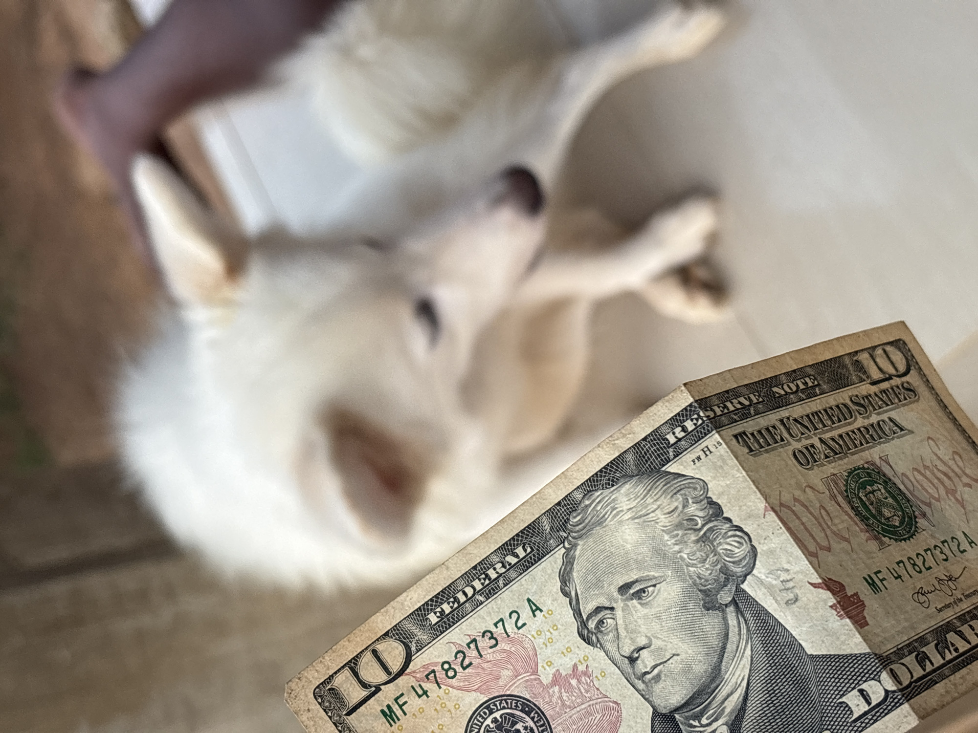 A blurry, light-skinned dog is scratching its neck and belly. In the foreground, there is a $10 bill. There is no indication of the location being Ikot Ekpene, Nigeria.