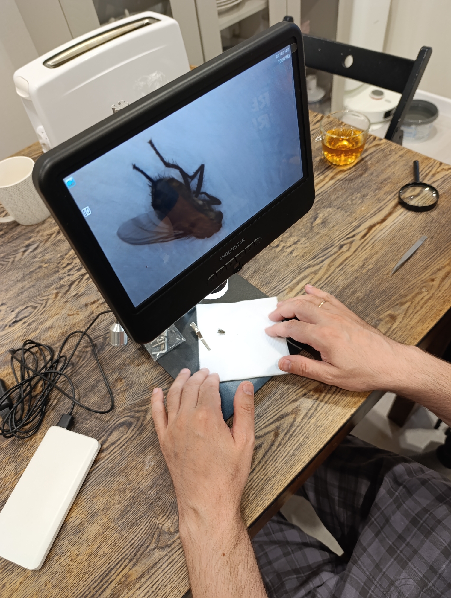 An overhead shot captures a person's hands and arms engaged in examining a fly using a digital microscope on a wooden table. The setting appears to be a domestic environment, possibly a kitchen or dining area in Perm, Russia.
The central focus is a black digital microscope with a large screen, branded "ANDONSTAR," displaying a highly magnified image of a large, dead fly. The screen shows "00:00:00" and "1080FHD" in the top left corner, indicating recording time and full HD resolution, along with partial numbers like "357" and "151" which might relate to magnification or other data. The actual, smaller fly is positioned on a stand beneath the microscope's lens.
The person's right hand, adorned with a wedding band, is gently holding a white tissue or paper near the fly, while the left hand rests beside a white power bank that is connected by black cables. Tools for observation, including a pair of tweezers and a traditional magnifying glass, are visible on the wooden table. Other items on the table include a clear glass mug containing an amber liquid (likely tea) and a white ceramic mug.
In the blurred background, a white toaster, a black wooden chair, part of a white robot vacuum cleaner, and a gray bucket can be seen, further emphasizing the home setting. The person is wearing dark gray plaid pants. The overall scene depicts a focused and detailed observation of an insect using specialized equipment.