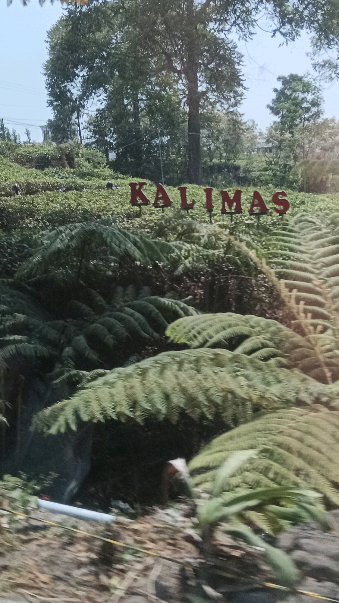 In the city of Ngargoyoso, Indonesia, a sign with the red letters "KALIMAS" is visible against a backdrop of lush greenery. The sign is positioned on a hillside covered in dense vegetation, including numerous ferns with large fronds. Tall trees with dense canopies stand behind the sign, reaching towards a bright, slightly hazy sky. The foreground shows a blurred view of the ground, with fallen leaves and debris, suggesting the image may have been taken from a moving vehicle. A white pipe and yellow tape are also partially visible in the foreground, along with a hint of a natural slope with rocks and dirt.