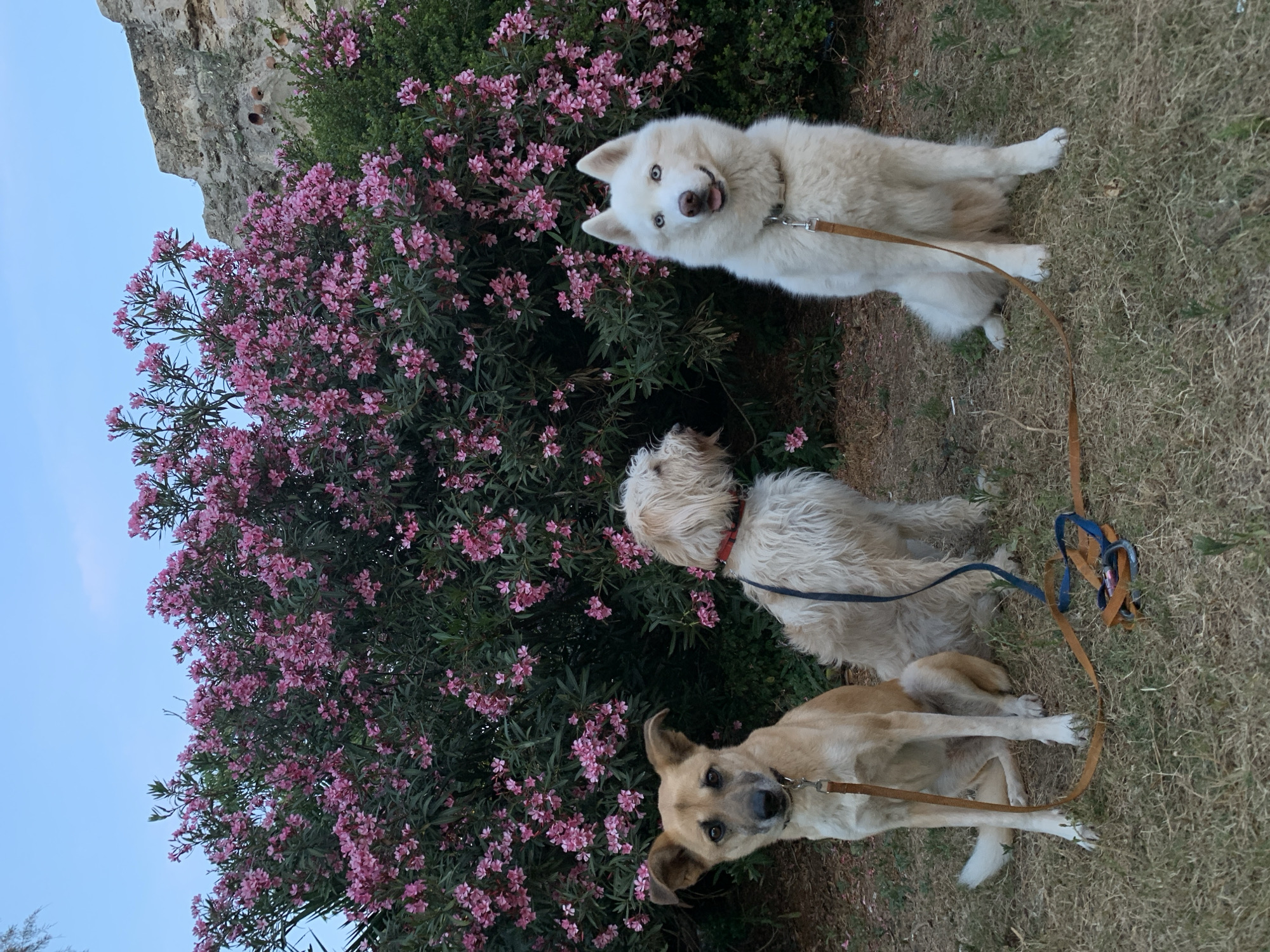 The scene depicts three dogs outdoors, likely in a park or garden setting. The dogs are of varying breeds and coloration: a white dog, a tan-colored dog, and a light brown dog. All three dogs are on leashes. They are situated near a flowering bush with pink blossoms. In the background, a stone structure or cliff is visible, partially obscured by the tree. The overall lighting suggests late afternoon or early evening. There is no specific information in the image that allows to confirm with certainty that the location is Tel-Aviv, Israel.