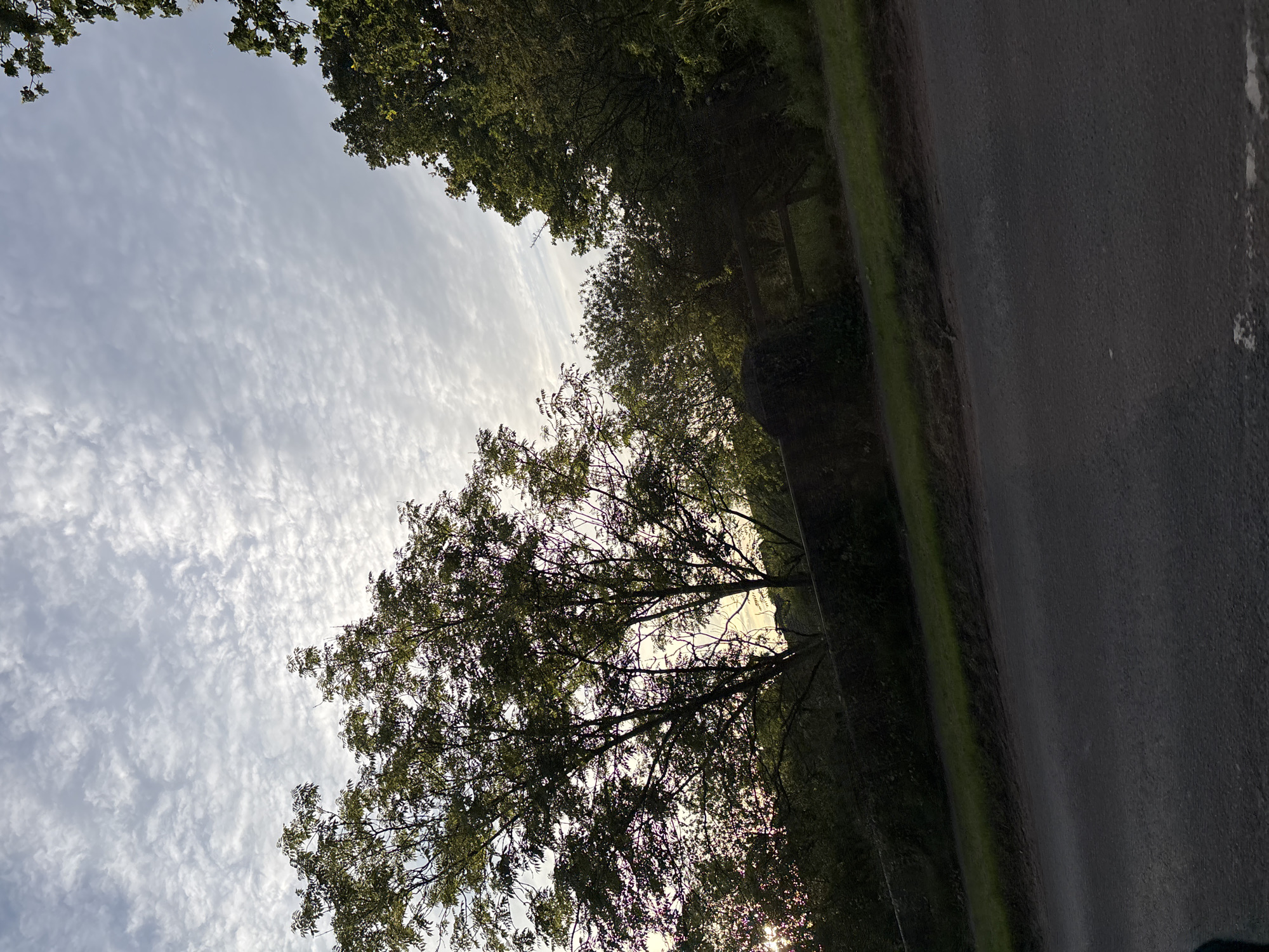 The image depicts a view of a rural road in South Staffordshire, United Kingdom, under a sky filled with scattered clouds. The road, paved with asphalt, occupies the lower portion of the frame, with a grassy verge bordering its left side. Beyond the verge, a low stone wall runs horizontally, with dense foliage and trees behind it. The trees are lush and green, with a particularly large one silhouetted against the sky on the left side of the image, its branches intricately patterned against the clouds. In the distance, more trees and vegetation form a dark, verdant backdrop. The lighting suggests it is either early morning or late afternoon, with the sun possibly low on the horizon, casting a soft glow. There are no people or animals visible in the scene, and the overall impression is one of natural tranquility.