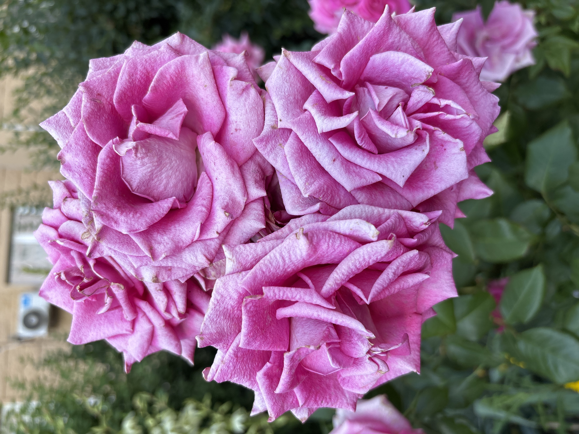 This media file features a close-up view of a cluster of vibrant pink roses. The roses are in full bloom, with many layers of delicate petals. Some petals show slight signs of wilting or browning at the edges, suggesting they are mature. The background is softly blurred, with hints of green foliage and a hint of a beige building wall with a small, light blue object that appears to be an outdoor unit of an air conditioner. The lighting suggests it is daytime, possibly late morning or afternoon, with soft, diffused light. The overall mood is one of natural beauty and the ephemeral nature of flowers. The location context provided is Rostov-on-Don, Russia. No people are visible in the image.