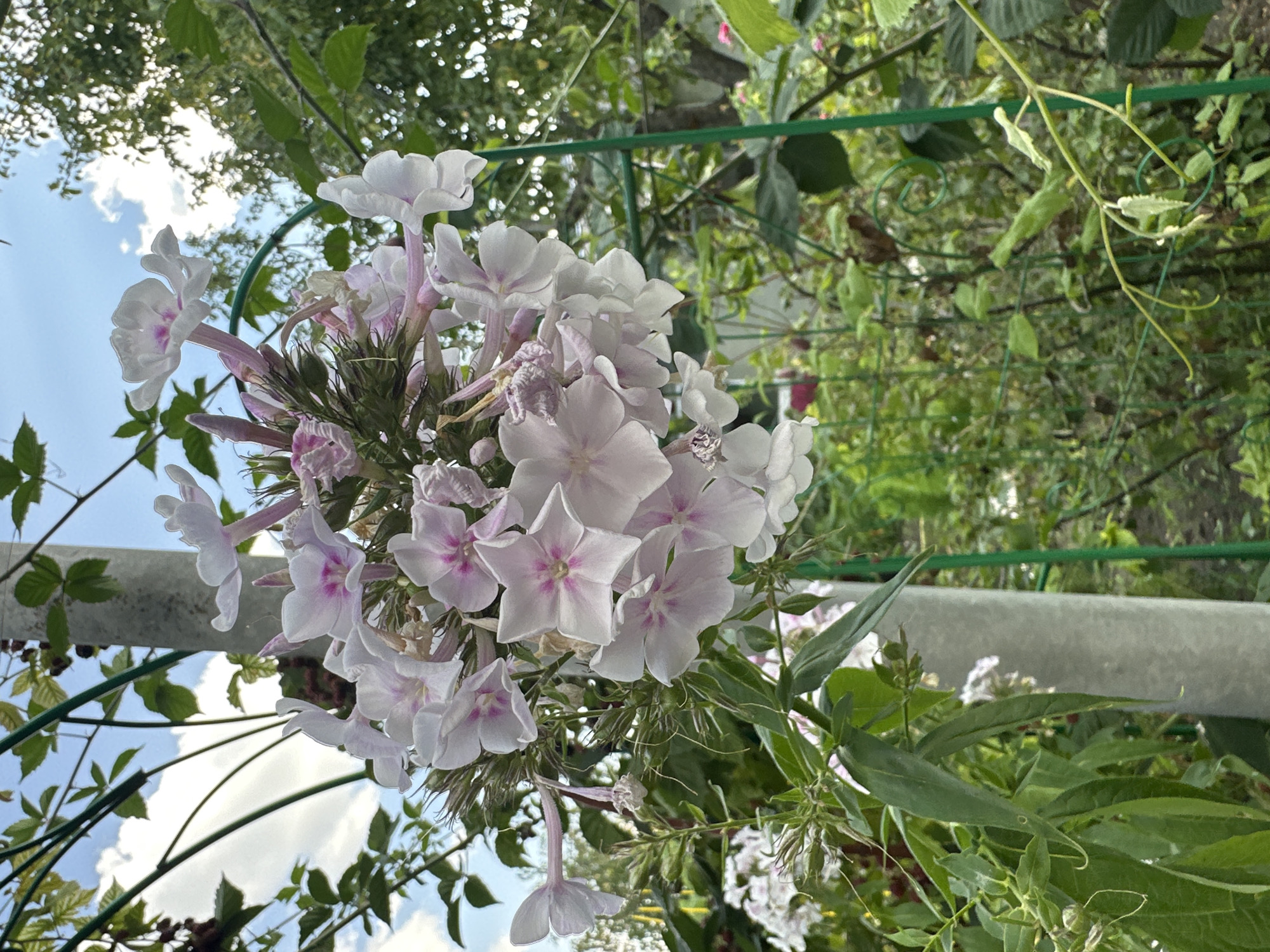 A cluster of delicate, light pink and white phlox flowers with pink centers is in full bloom, cascading from a stem against a backdrop of a bright blue sky with white clouds and lush green foliage. The flowers are arranged in a dense panicle, with individual blossoms featuring five petals that curl slightly outwards. Some unopened buds and dried remnants of past blooms are also visible.
The scene is set outdoors, with a grey concrete pole partially obscured by the flowers and leaves. A green metal trellis structure curves behind the flowers, supporting some of the surrounding plants, including what appear to be blackberry vines with dark berries. The background consists of a garden setting, with various green plants and leaves, some in focus and others softly blurred, creating a sense of depth. The lighting suggests it is daytime, likely late morning or afternoon, with soft sunlight filtering through the leaves and illuminating the flowers.
The image was taken in the city of Yessentuki, Russia.