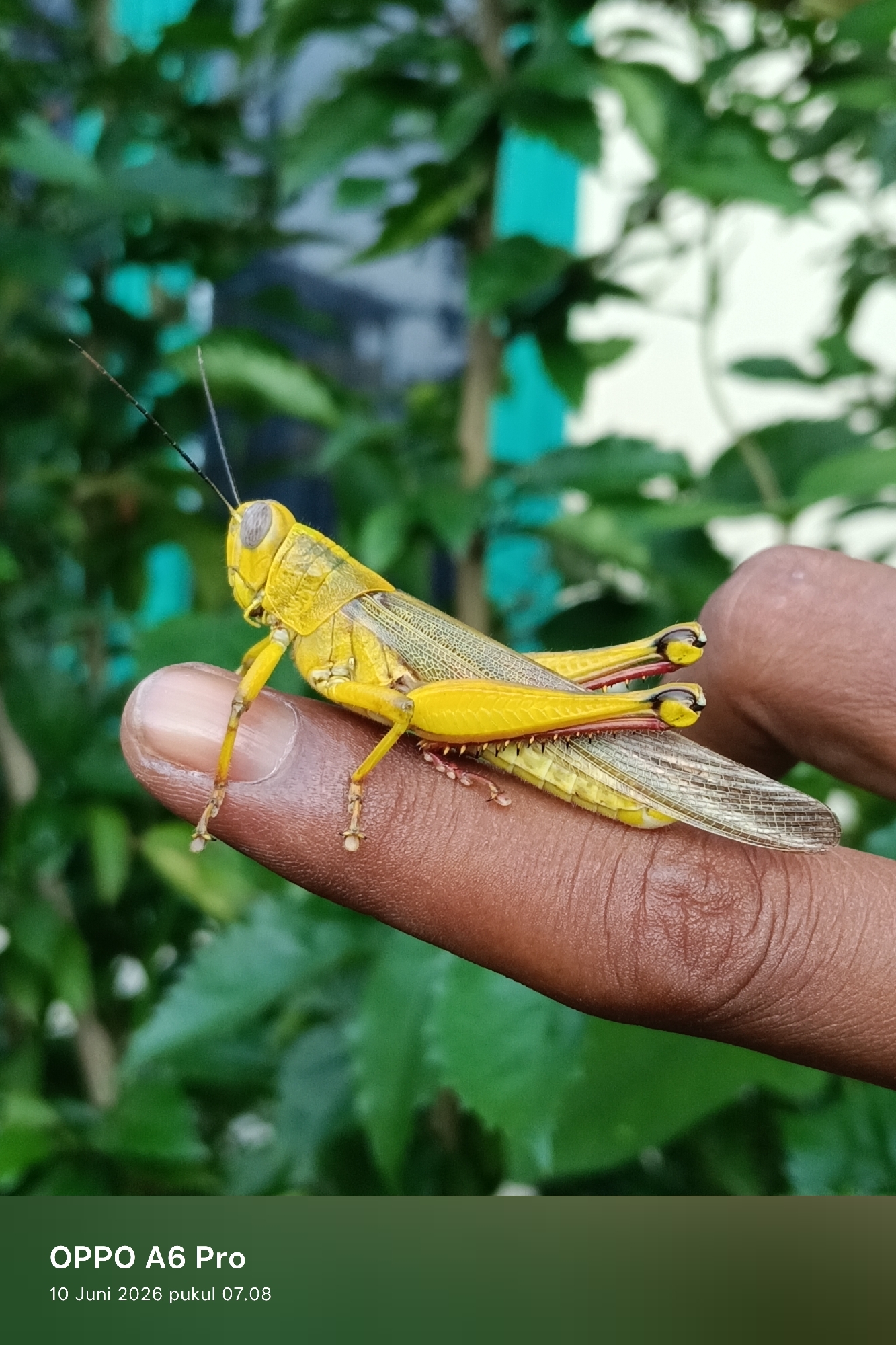 A yellow grasshopper is perched on a human finger, with a blurred background of green foliage and some indistinct structures. The grasshopper is viewed from the side, with its antennae, head, and legs clearly visible. Its yellow body is contrasted by darker markings on its legs and wing casings. The finger appears to be an adult's, with visible fingerprints. The overall impression is of a close-up nature shot. The bottom of the image contains text that reads "OPPO A6 Pro 10 Juni 2026 pukul 07.08", indicating the phone model and the date and time the photo was taken. No specific location within Lhokseumawe, Indonesia can be determined from the visual information alone.