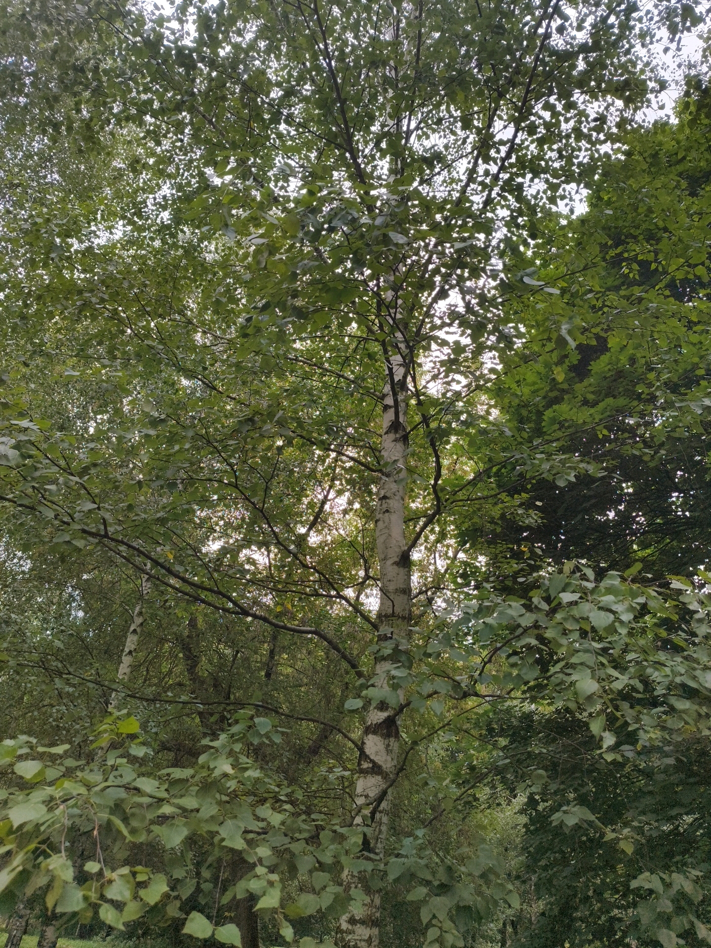 A tall birch tree with a white, mottled trunk stands prominently in a forest setting. Its branches are laden with numerous green leaves, some of which appear slightly yellowed, suggesting a change of season. The tree is surrounded by dense foliage of other trees, creating a layered effect of greens. Sunlight filters through the leaves, casting dappled light and highlighting the texture of the birch bark. The scene is overcast, with the sky visible through the canopy as a pale, washed-out light. The ground is not visible in the frame. The image is taken from a low angle, looking upwards into the trees.