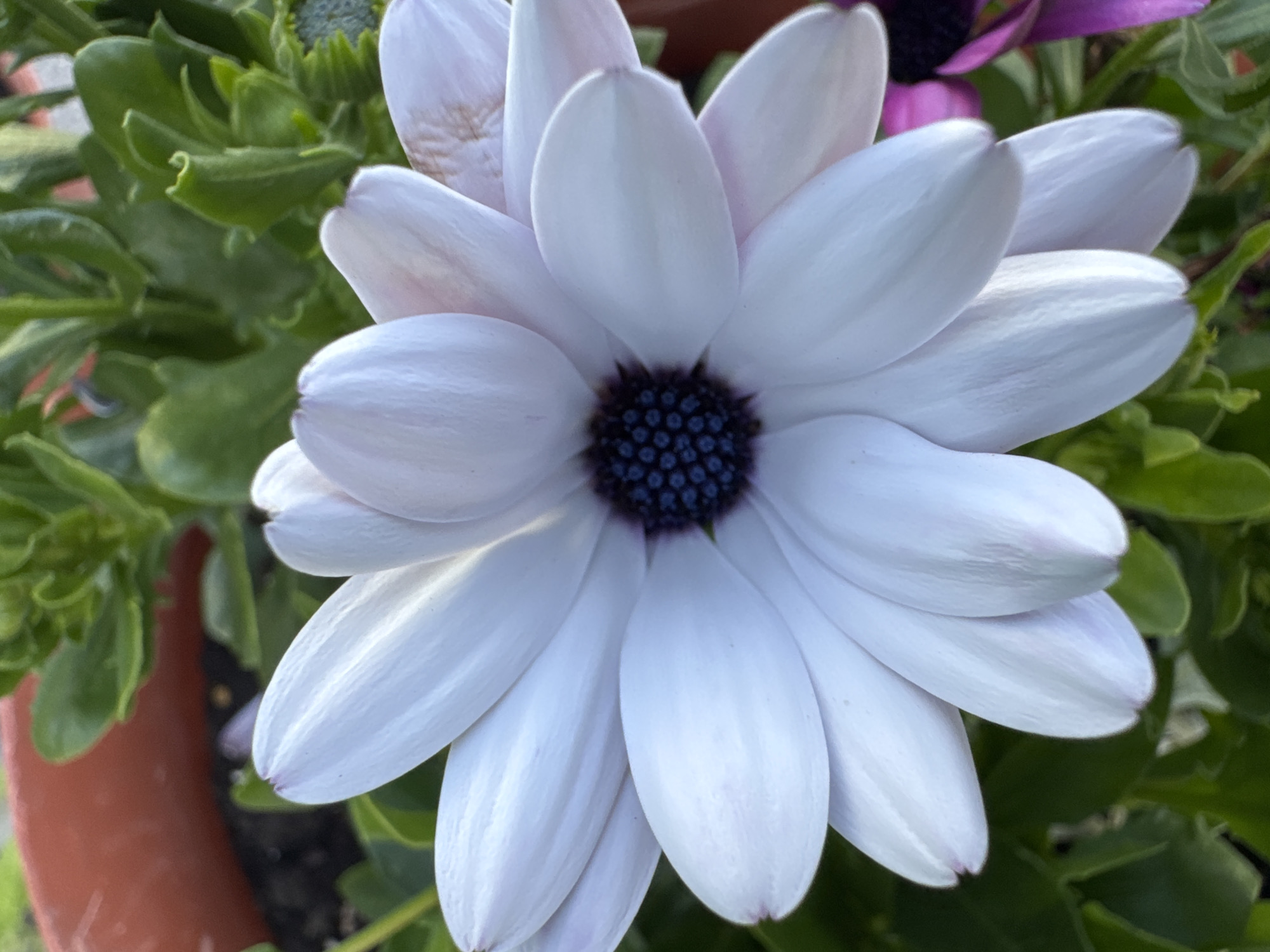 A close-up, eye-level, vertical shot shows a white daisy with a dark purple center. The petals are broad and slightly curved, with visible veins and a soft, almost translucent quality. Some petals have a faint pinkish hue, particularly at the tips. The dark center is packed with tiny, bead-like structures. The daisy is set against a backdrop of lush green foliage. In the upper left corner, a portion of a terra cotta pot is visible, containing dark soil. In the lower right, a sliver of a purple flower suggests other blooms are nearby. The lighting suggests it is daytime, with natural light illuminating the flower from the side, creating subtle shadows and highlights on the petals. The scene appears to be outdoors, likely in a garden or a potted plant display in Pănășești, Moldova. There are no people or discernible actions taking place.