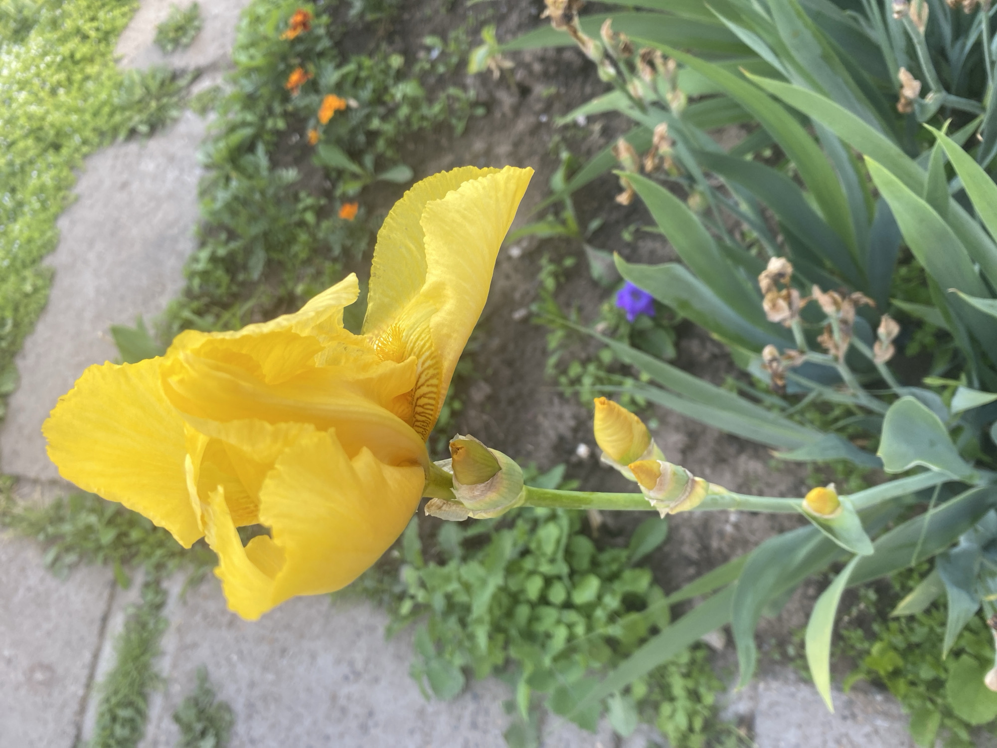The image captures a close-up view of a large, vibrant yellow iris flower, prominently displayed on the left side of the frame. The iris, with its ruffled petals and delicate internal striations, is fully open, showcasing its intricate form. Attached to the same green stem are two smaller, unopened yellow iris buds, promising future blooms.
The setting appears to be a well-tended garden or flowerbed during daylight hours, indicated by the natural light and healthy greenery. A grey stone or concrete path runs diagonally through the background, partially bordered by rich green ground cover and other garden plants. To the right and behind the main flower, there are numerous long, sword-shaped green leaves, characteristic of iris plants, alongside some dried brown plant stalks or seed pods. Further in the background, hints of smaller orange flowers and a single purple bloom are visible among the foliage. No people are present, and there is no visible text. The scene conveys the beauty and detail of a blossoming garden, consistent with a cultivated outdoor space in a location like Chaikovsky, Russia.