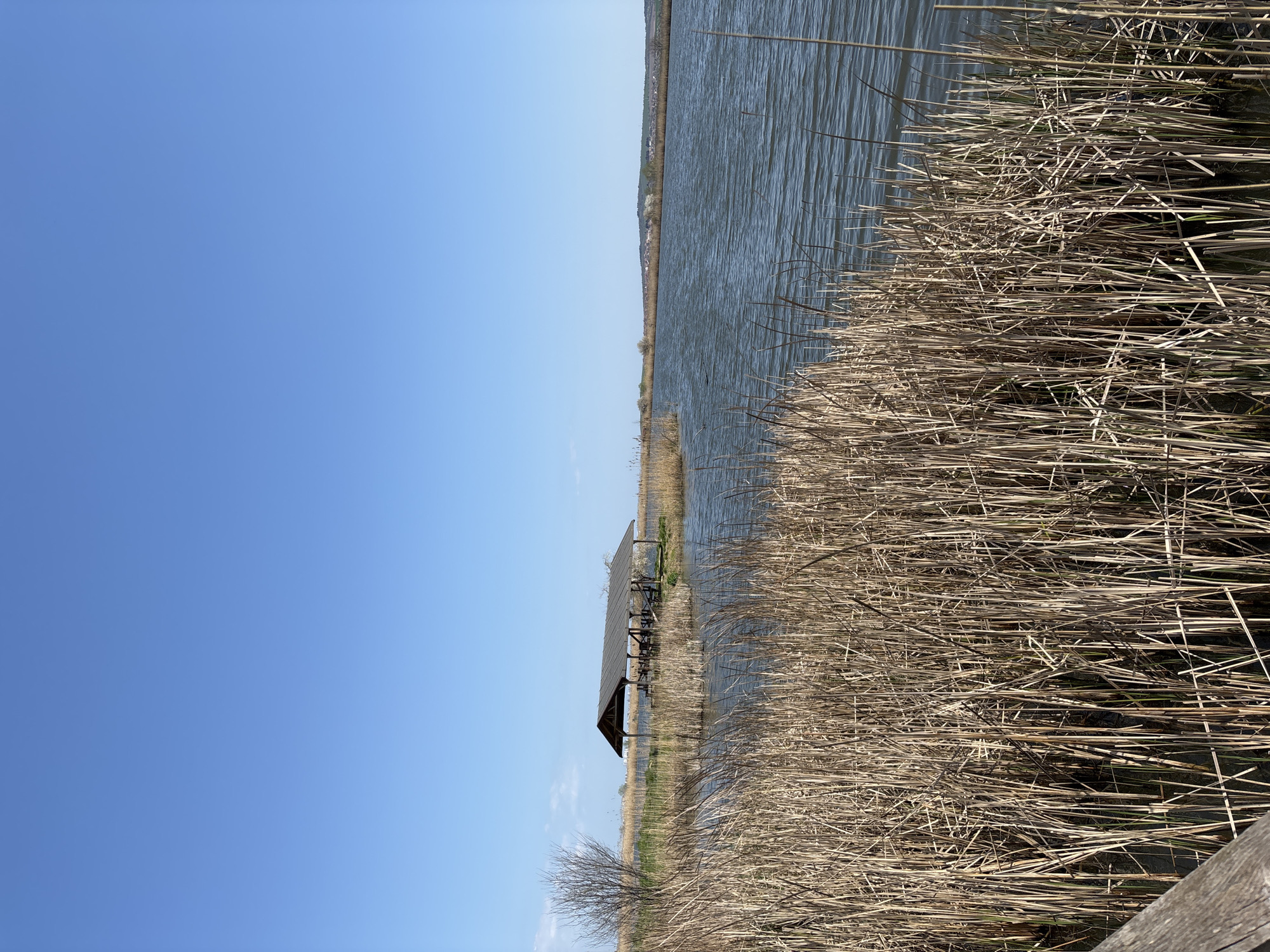 The image depicts a marshland scene on a bright, sunny day, most likely located in Burgas, Bulgaria, given the vegetation and architectural features often found there. The foreground is dominated by dense, dry reeds. To the left of the reeds is a body of water, possibly a lake or river, with slight ripples on its surface. A wooden structure, resembling a gazebo or small shelter, is positioned in the water. The sky is clear and blue, and the image is shot from a low angle. A wooden structure appears to be a boardwalk in the extreme lower-right corner.