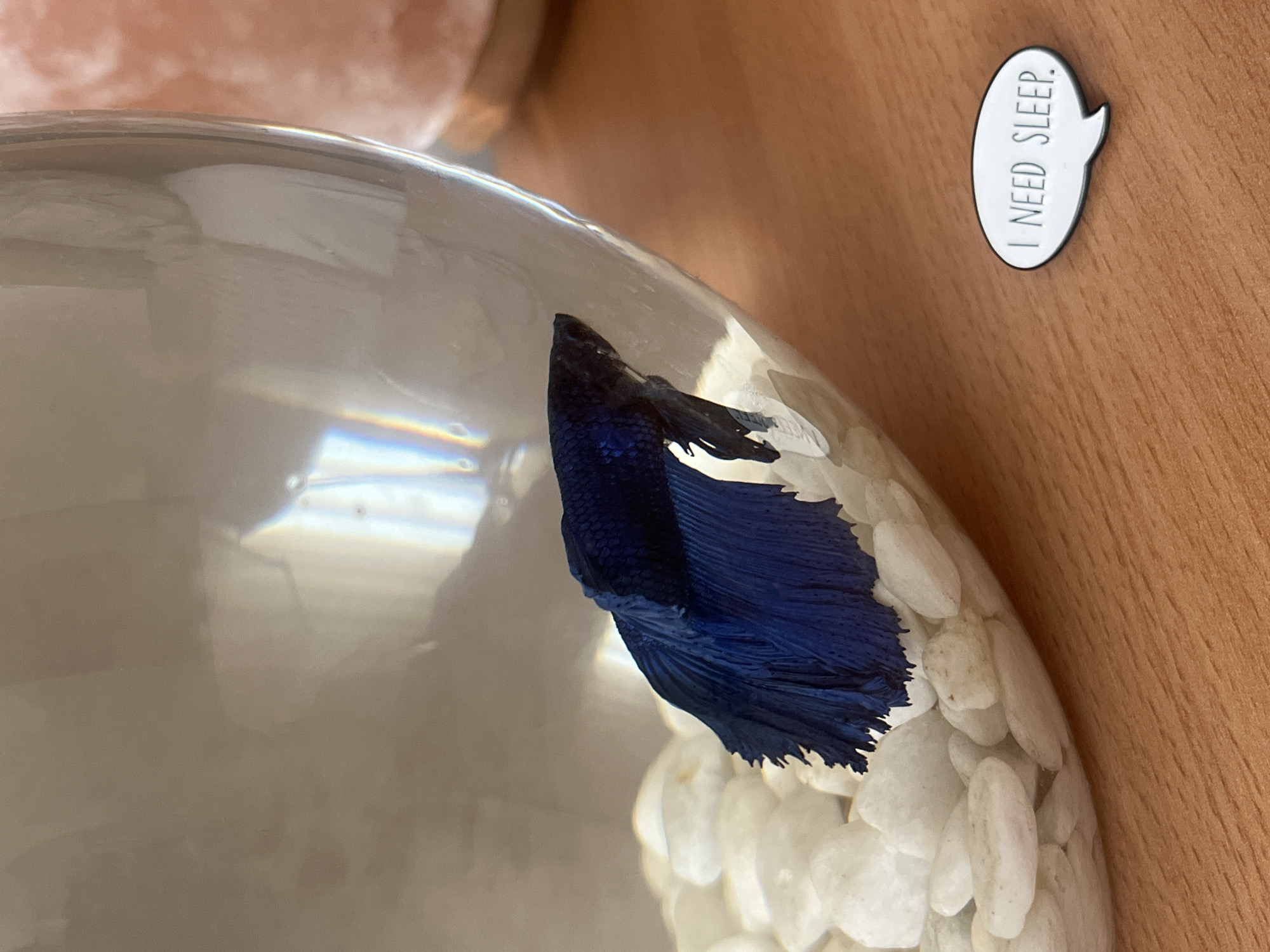 A betta fish, predominantly blue, is in a glass fishbowl filled with white pebbles. The bowl sits on a wooden surface. To the upper right of the bowl is a small, round pin featuring a white speech bubble with the text "I NEED SLEEP." The location is unknown and there is no indication of Blagoevgrad, Bulgaria.