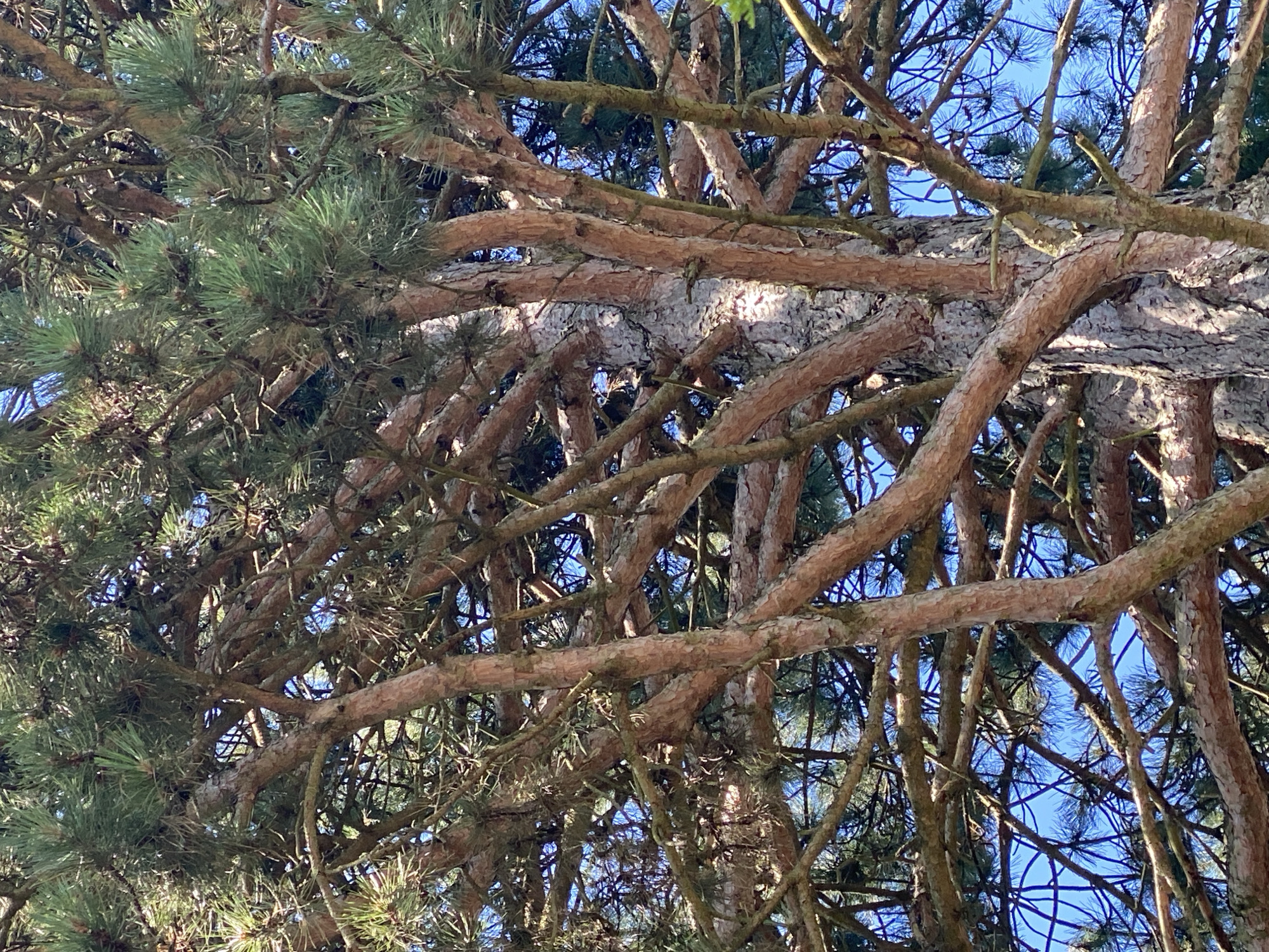 This is a close-up, low-angle outdoor photograph of the trunk and branches of a pine tree, set against a clear blue sky. The tree's bark is textured and appears weathered. Numerous branches, varying in thickness and covered in needles, spread out in a dense network, creating a complex pattern against the sky. The lighting suggests a sunny day. The image is devoid of human presence or any identifiable urban elements, making it impossible to determine a specific location within Purkersdorf, Austria, beyond it being an outdoor, likely arboreal, setting.