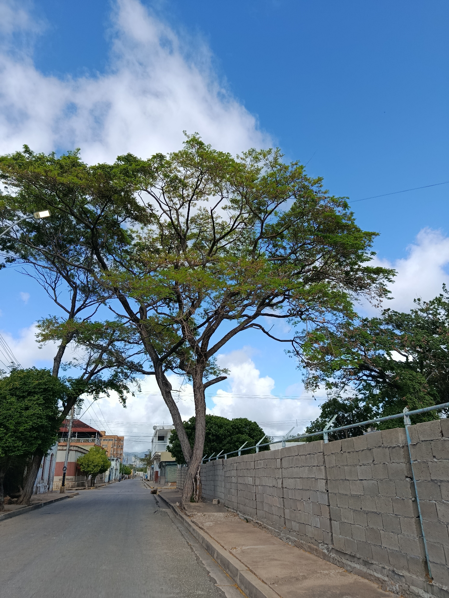 The image shows a street scene in Juan Griego, Venezuela. A paved road runs down the center of the frame, flanked by sidewalks and buildings on either side. Large trees with green foliage dominate the upper portion of the image, with their branches extending across the sky. The sky is blue with scattered white clouds. On the right side of the road, a grey cinder block wall topped with metal fencing runs along the property line. Buildings with varying architectural styles are visible along the left side of the street. The environment appears to be a residential or mixed-use area in a town or city.