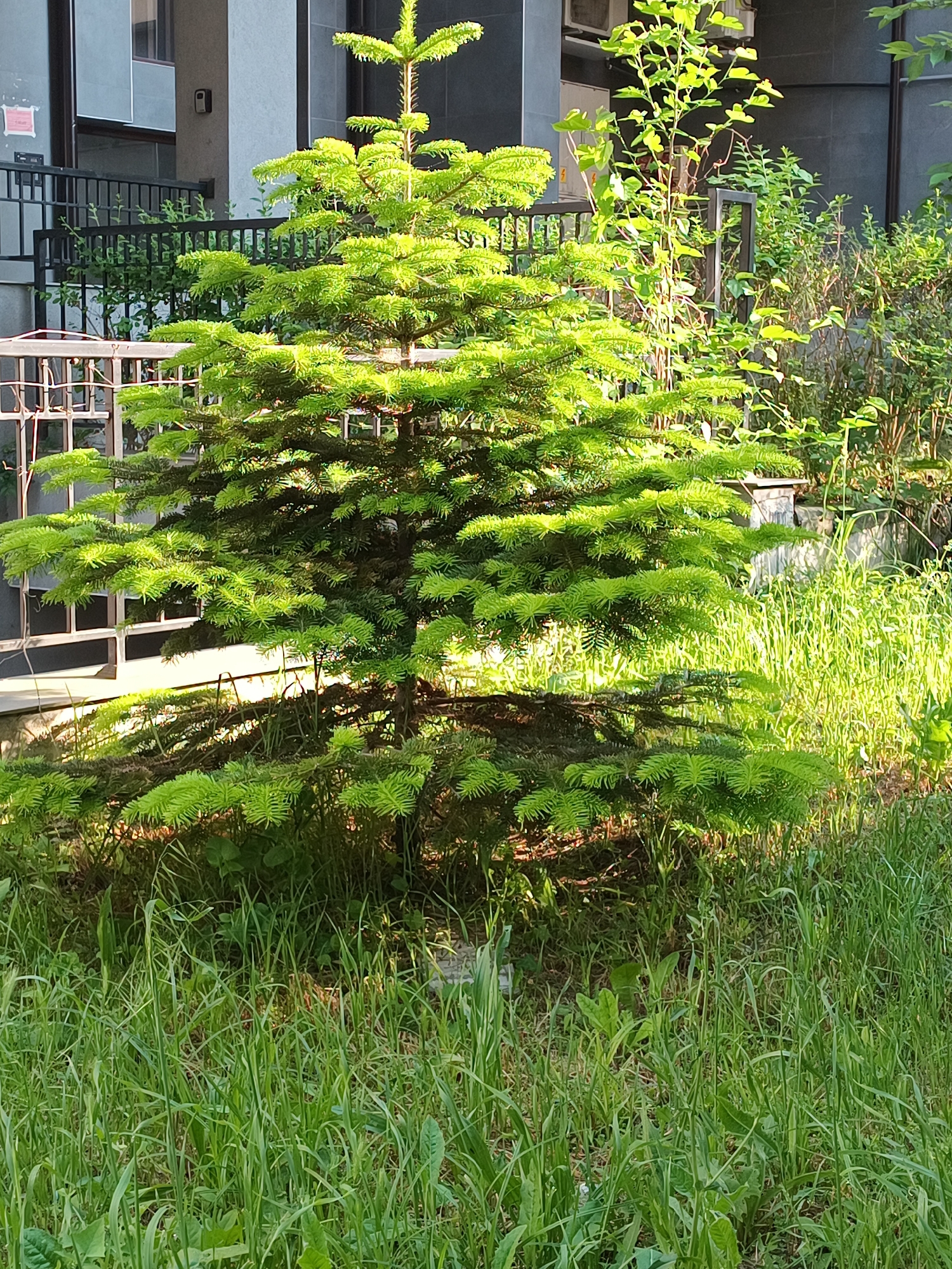 The scene depicts an outdoor urban green space in the city of Burgas, Bulgaria, under direct sunlight. A small, conical evergreen tree with prominent lime-green new growth dominates the central foreground, casting a distinct shadow at its base. Surrounding the tree are areas of tall, unkempt green grass and various herbaceous plants. In the midground, sections of dark metal fencing are partially obscured by dense foliage. To the left, a light-colored, multi-story building with large windows is visible. A dark square device, possibly an intercom or camera, is mounted on a light-colored pillar of the building, and a small red and white paper notice is affixed to a wall section adjacent to it. To the right, another section of the building displays an outdoor air conditioning unit, partially hidden by additional green vegetation. No human presence is observed in the frame. The strong sunlight illuminates the foliage, creating high contrast between sunlit areas and deep shadows.