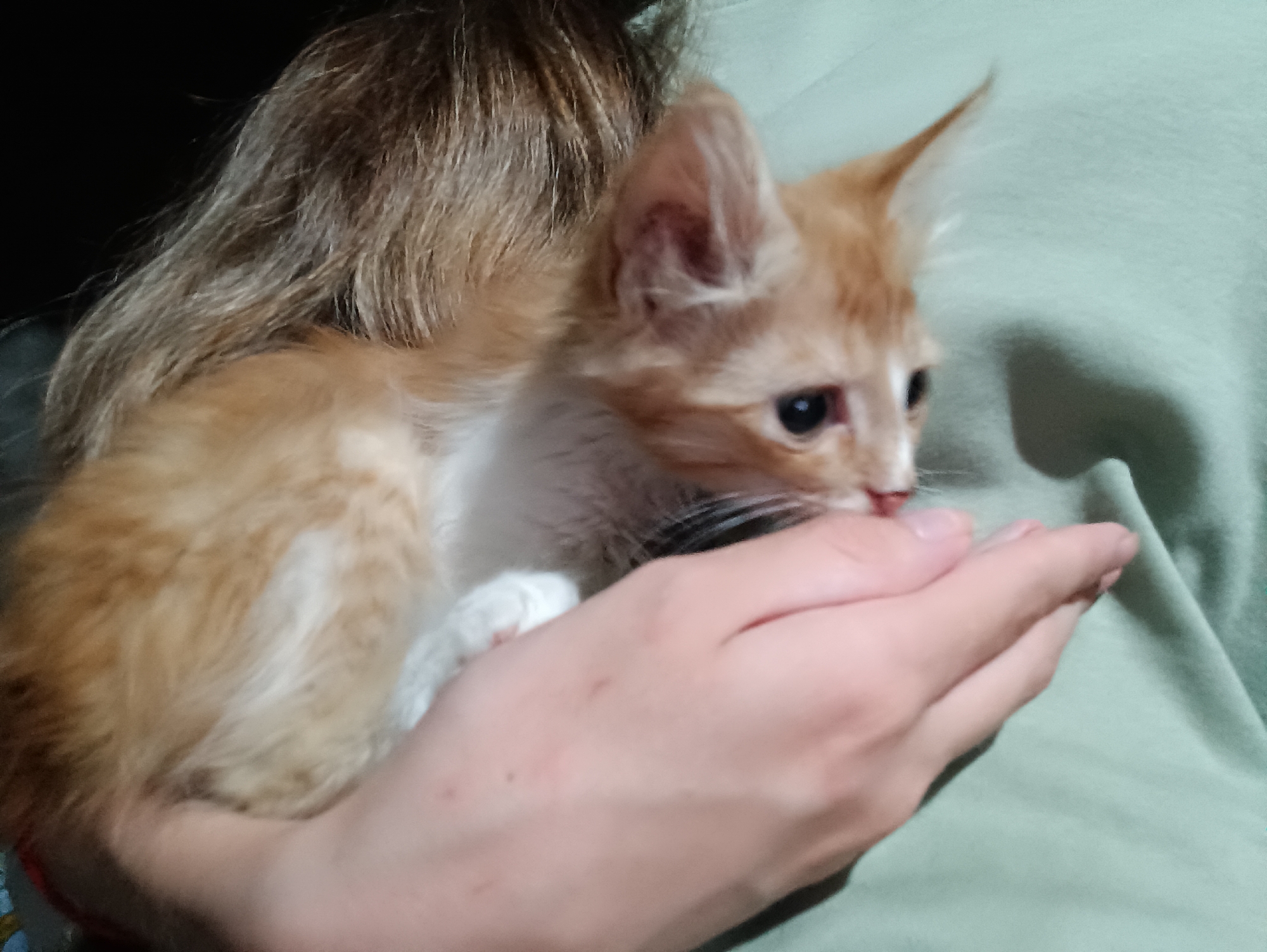 An orange and white kitten is being held by a person, whose arm and shoulder are visible. The kitten is positioned to the left of the frame, nestled against the person's chest and arm, with its head turned to the right, facing the person's hand. The kitten's mouth is touching the person's hand. The person is wearing a light green t-shirt. The background is dark on the left and the light green t-shirt extends to the right. The scene appears to be indoors. The location in the city of Vypasne, Ukraine is not discernable from the image.