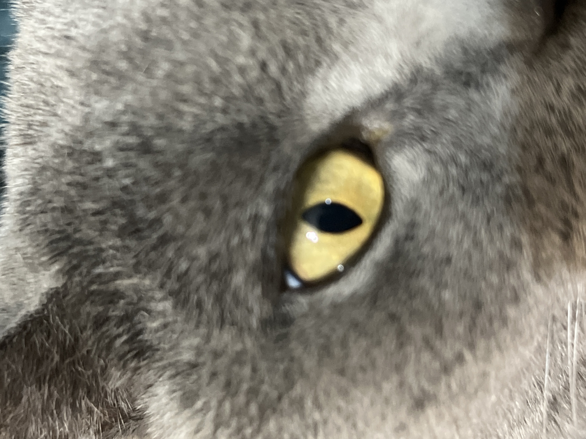The image is a close-up, eye-level shot of a cat's eye and fur. The cat's fur is a medium grey color and appears soft and dense. The eye is bright yellow with a vertical black pupil, indicating it is in low light conditions or is a certain breed of cat. There are no discernible background elements to suggest a location, including the city of Sochi, Russia. The focus is solely on the cat's facial features.