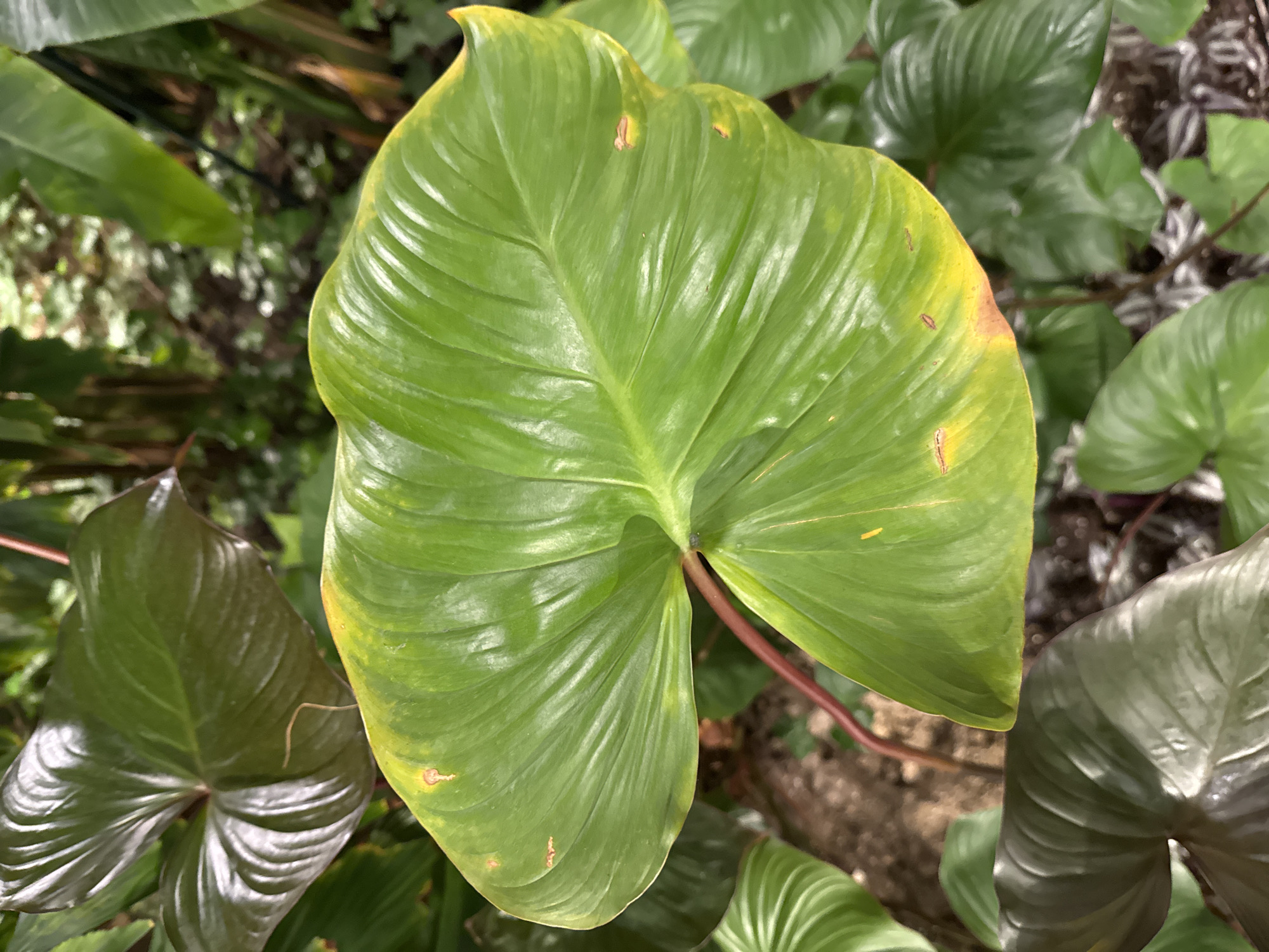A close-up shot focuses on a large, heart-shaped green leaf with prominent veins. The leaf exhibits some yellowing and browning along its edges and has small, reddish-brown spots scattered across its surface. In the background, other dark green, glossy leaves are visible, along with blurred foliage and hints of soil. The scene appears to be outdoors, possibly in a garden or natural setting, with soft, diffused lighting. No specific location in Doha, Qatar is discernible from the image alone.