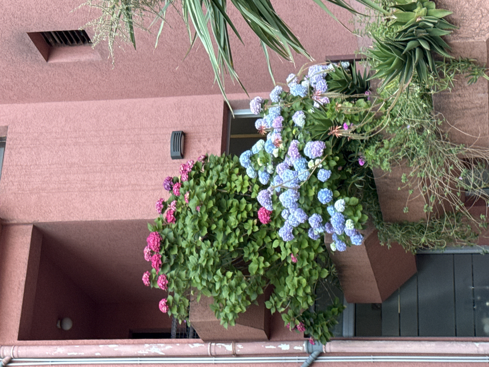 A low-angle, full shot depicts an exterior view of a building, presumed to be in Budva, Montenegro. The building facade is a textured, light pink color. Two window boxes with flowers are positioned on the building's upper level. One contains pink flowers while the other is filled with light blue flowers. Various types of foliage and other plants are visible around the window boxes. A small, rectangular air vent is located on the underside of the roof overhang. A small black light fixture is affixed to the wall between the windows. In the lower portion of the image, there is a drainpipe and several white horizontal bars running parallel to it. A dimly lit balcony is visible on the left side of the frame.
