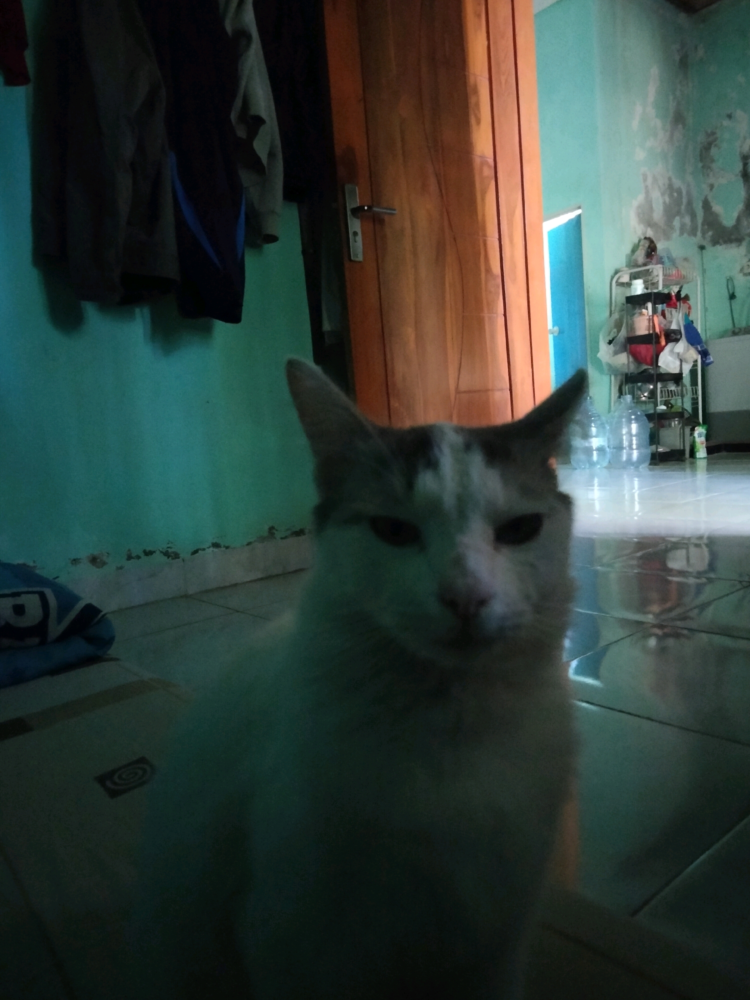 The image is a close-up, low-angle shot of a white and grey cat looking directly at the camera. The cat is in the foreground and is partially blurred due to motion or shallow depth of field. Behind the cat, a room is visible with a light blue wall on the left and a wooden door on the right. The floor appears to be tiled. In the background on the right, there is a shelving unit with various items, including water bottles and bags. The lighting suggests an indoor environment, possibly a home in Sidorejo, Indonesia, with artificial light sources creating reflections on the floor. There are no people visible in the image.