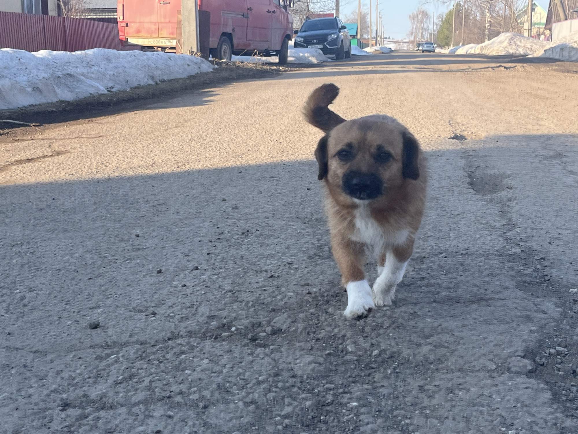 A medium-sized brown and white dog is walking towards the camera on a paved road in Павловка, Russia. The dog has brown fur on its head and body, with white fur on its chest and paws. The dog's tail is curled upwards. The road is grey and cracked. In the background, there are piles of snow on either side of the road. Further down the road, there is a red van parked on the left and a dark SUV on the right. Houses are visible on either side of the road in the distance. The sky is clear and blue. The scene is bathed in sunlight.