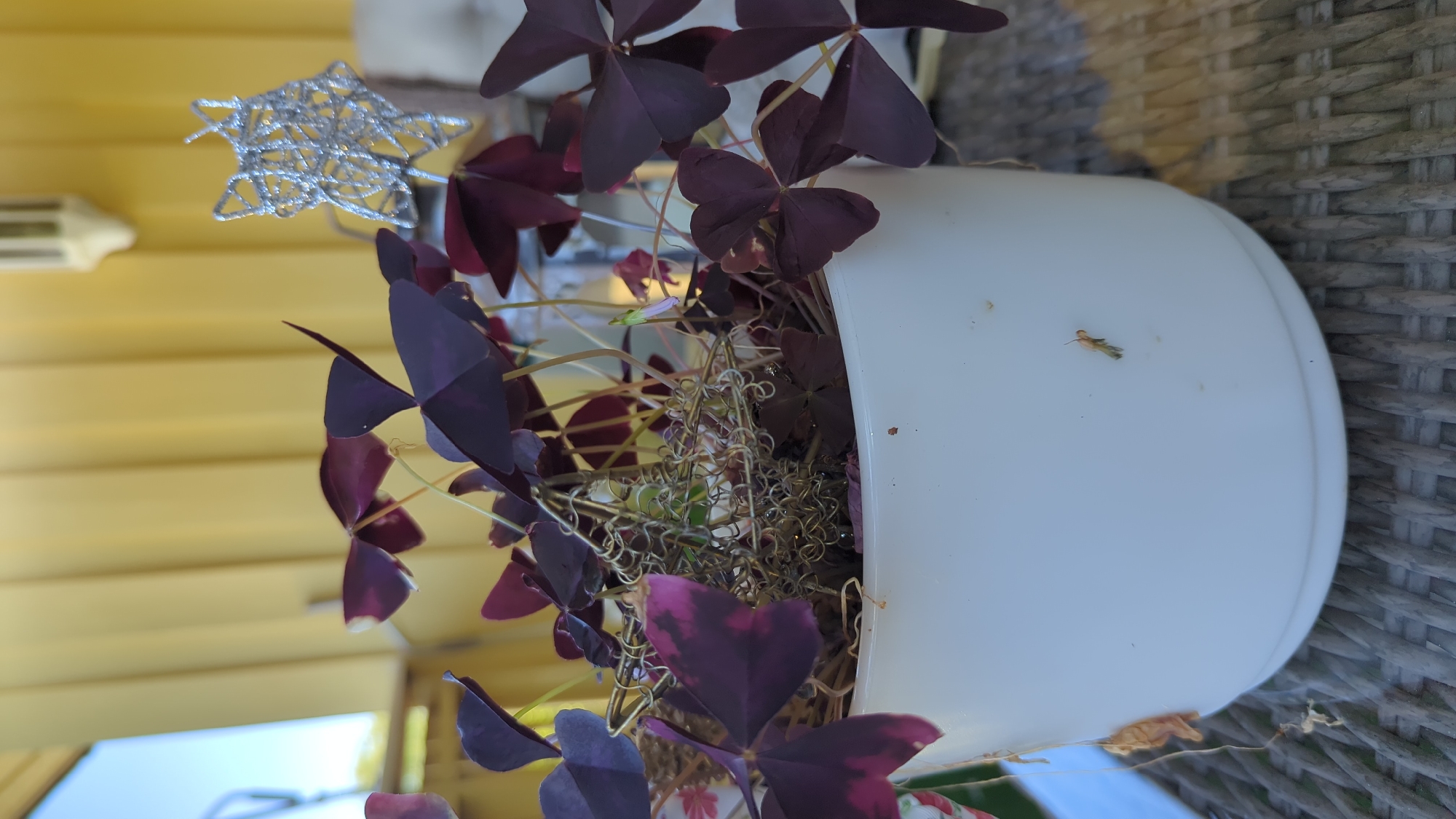 An indoor potted plant with deep purple, heart-shaped leaves sits on a woven table surface. The pot is white ceramic. A small, silver, star-shaped ornament is nestled among the leaves, attached to a wire. In the background, a yellow wall is visible, with a portion of a light fixture mounted high up. To the left, a blue sky and a railing are glimpsed, suggesting an outdoor setting. The plant is in focus, while the background is slightly blurred. The location is Kløfta, Norway.