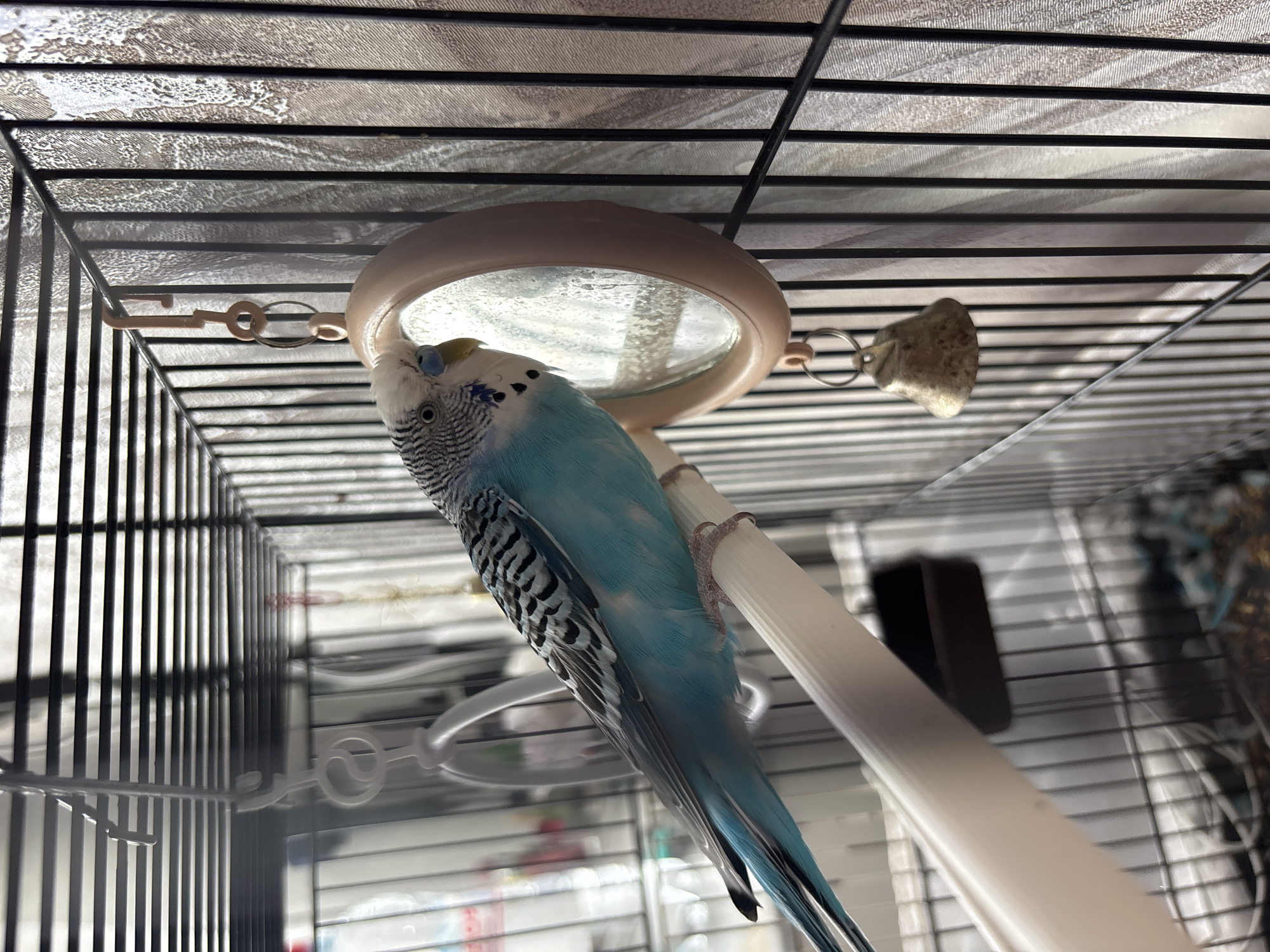 A blue and white budgie is perched on a white plastic perch inside a wire cage. The bird is close to a circular mirror hanging from the top of the cage. A mineral block is attached to the cage near the mirror. The cage is rectangular, with black wire bars and a light-colored bottom lining. The location is unknown, and there's no indication it's in Chaikovsky, Russia.