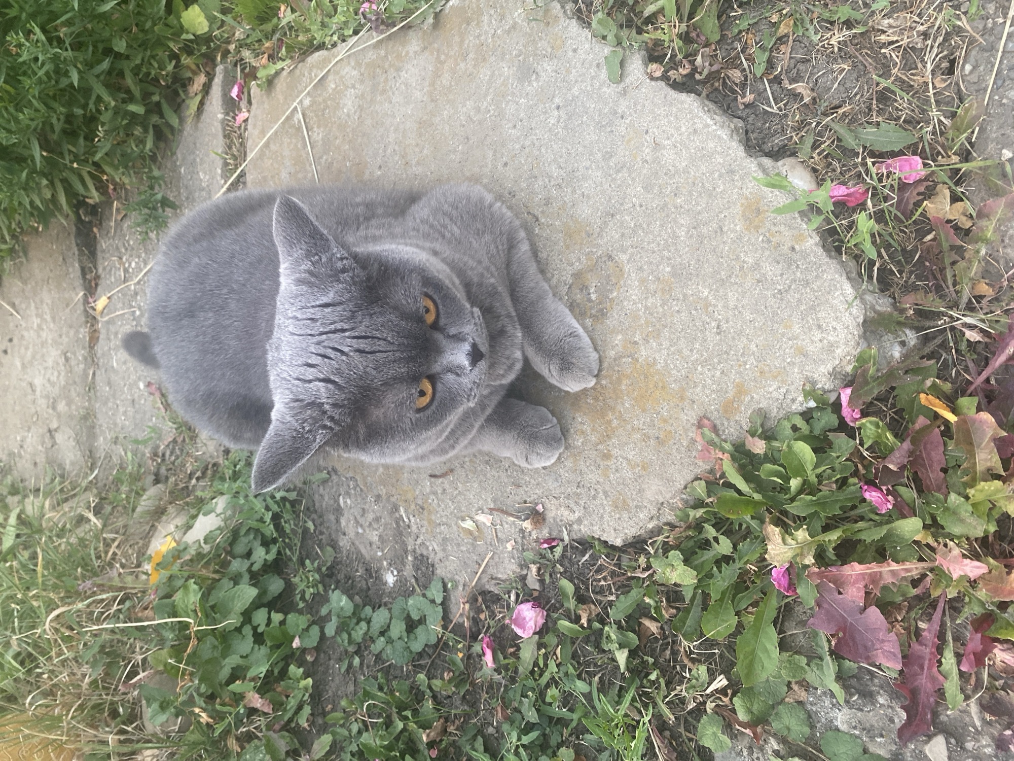 A British Shorthair cat with grey fur and amber eyes is lying on a weathered concrete slab outdoors. The cat is in the center of the frame, facing the camera with its front paws tucked beneath it. The concrete slab is part of a pathway, with cracks and uneven edges. Surrounding the slab is overgrown vegetation, including green grasses, weeds with pink and red leaves, and scattered pink flower petals. The background shows more greenery and hints of a larger pathway. The image appears to have been taken during daylight, with natural lighting casting soft shadows. The overall scene is outdoors in what seems to be a garden or yard area.
