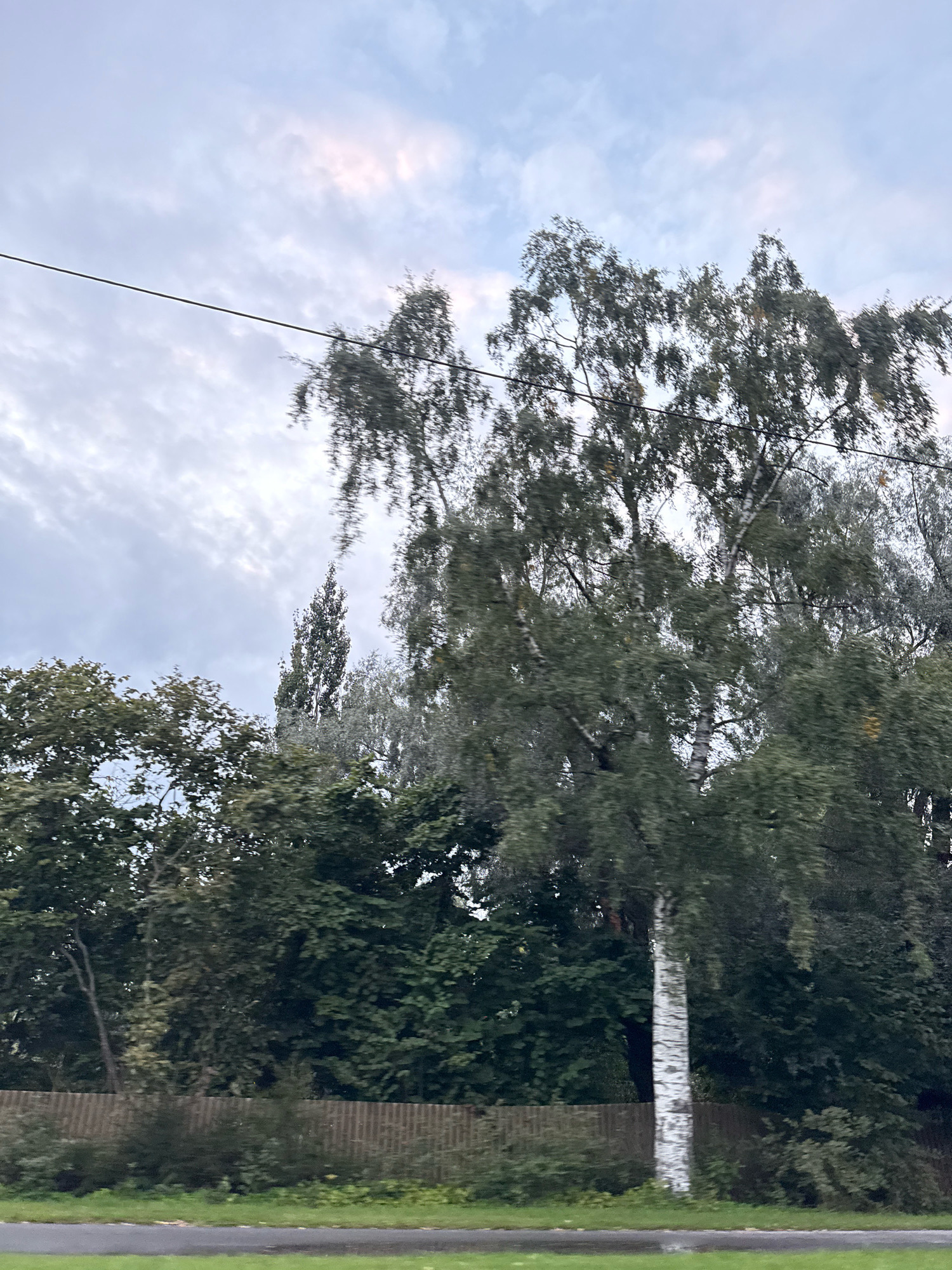 The image captures a view of trees and a sky with clouds, seemingly taken from a moving vehicle. A prominent birch tree with its distinctive white and black bark stands in the foreground, its leaves appearing somewhat blurred, suggesting movement. Behind it, a dense wall of various green trees forms the background. A thin, dark power line stretches horizontally across the upper portion of the frame. Below the trees, a rustic wooden fence is visible, and further down, a strip of green grass borders a wet, dark surface, possibly a road or a path. The sky is overcast with scattered clouds, some tinged with a faint pink hue. The overall lighting suggests it is either early morning or late evening, with diffused natural light. The scene is located in Tallinn, Estonia, and is likely a roadside view, possibly in a suburban or park-like area. There are no people or animals visible in the image, and no specific actions or interactions are depicted.