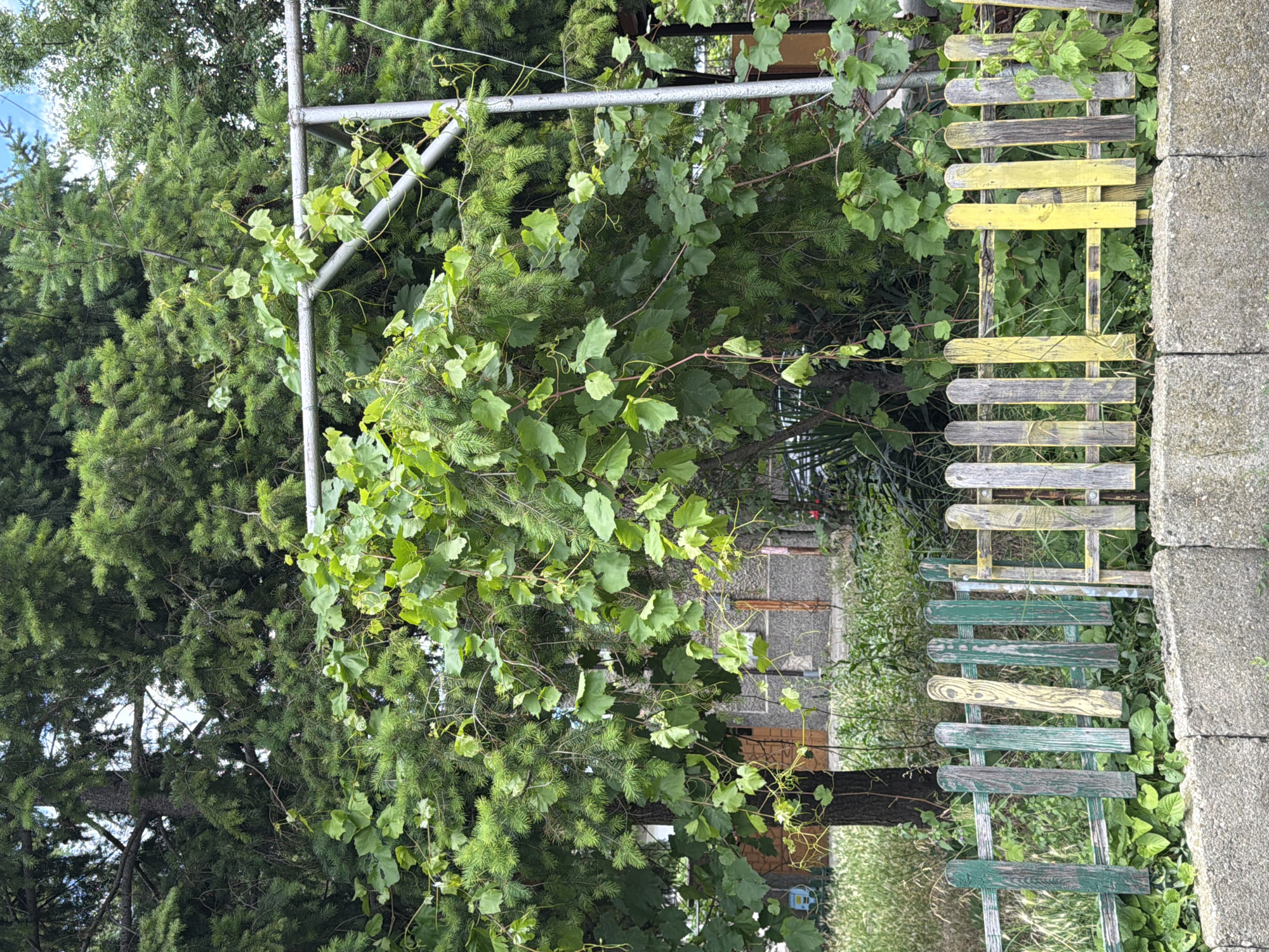 A short, weathered fence, painted with alternating vertical planks of green, yellow, and grey, runs across the foreground of the image. Beyond the fence, lush green foliage of trees and vines dominates the scene, with glimpses of a building with gray concrete walls and a brown door in the background. A metal support structure, possibly for the vines, is visible among the leaves. The setting appears to be a residential outdoor area in Pazardzhik, Bulgaria.