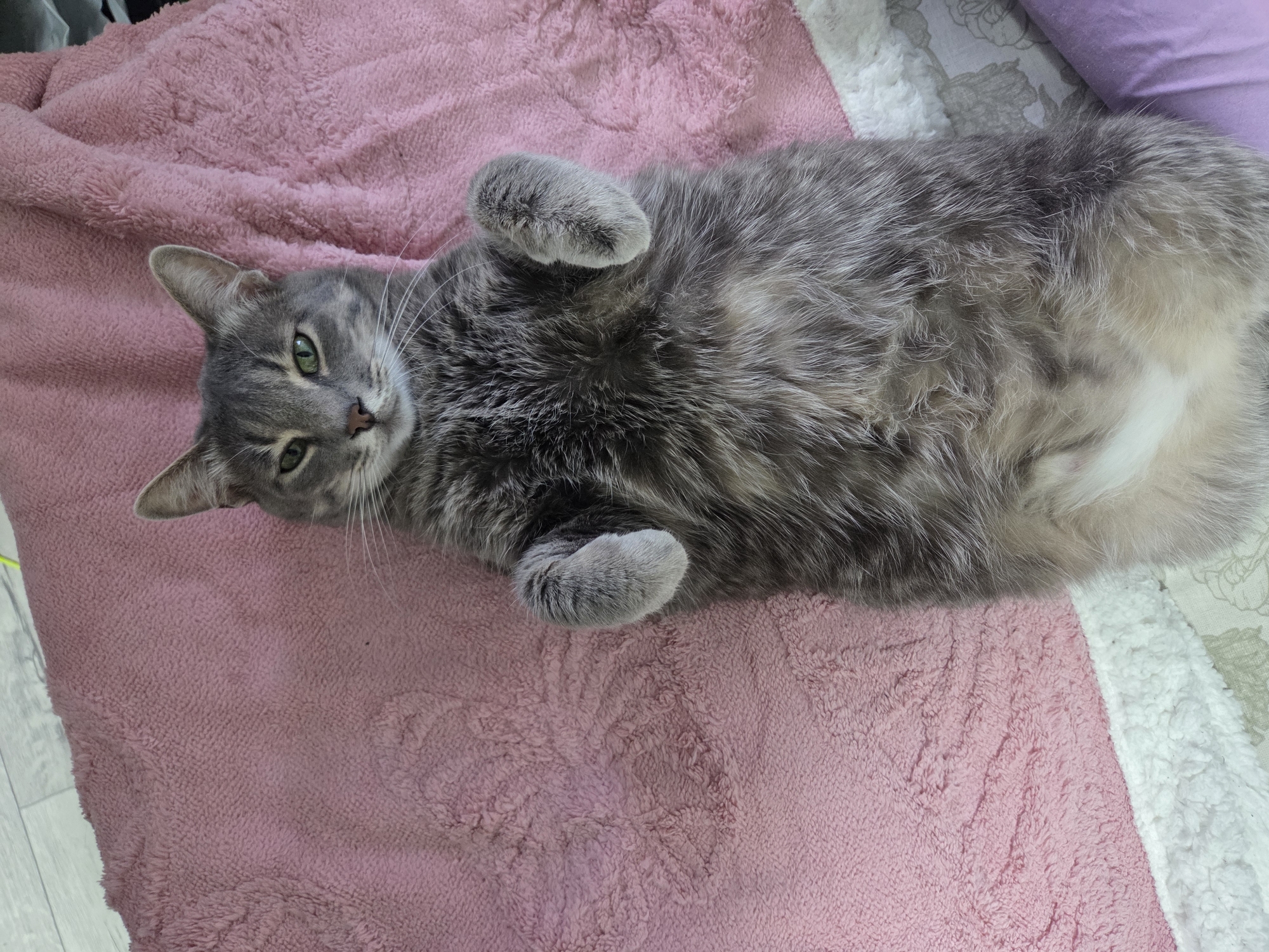 A gray tabby cat is lying on its back on a pink blanket. The cat has green eyes and its front paws are curled up towards its chest. The scene is indoors.