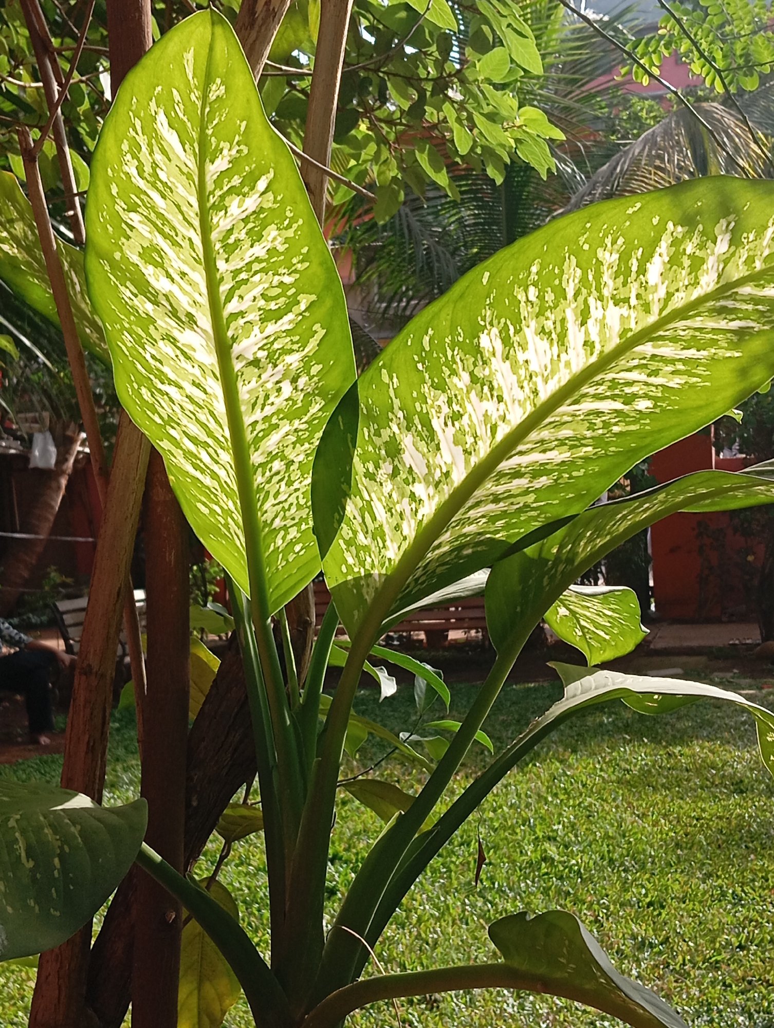 The image shows a Dieffenbachia plant in a garden setting in Mumbai, India. The plant has large, variegated green and white leaves. It is situated near a tree trunk. In the background, there is a lawn, other plants, and partial view of a building. A person is vaguely visible in the background on the left. The scene is brightly lit with sunlight.