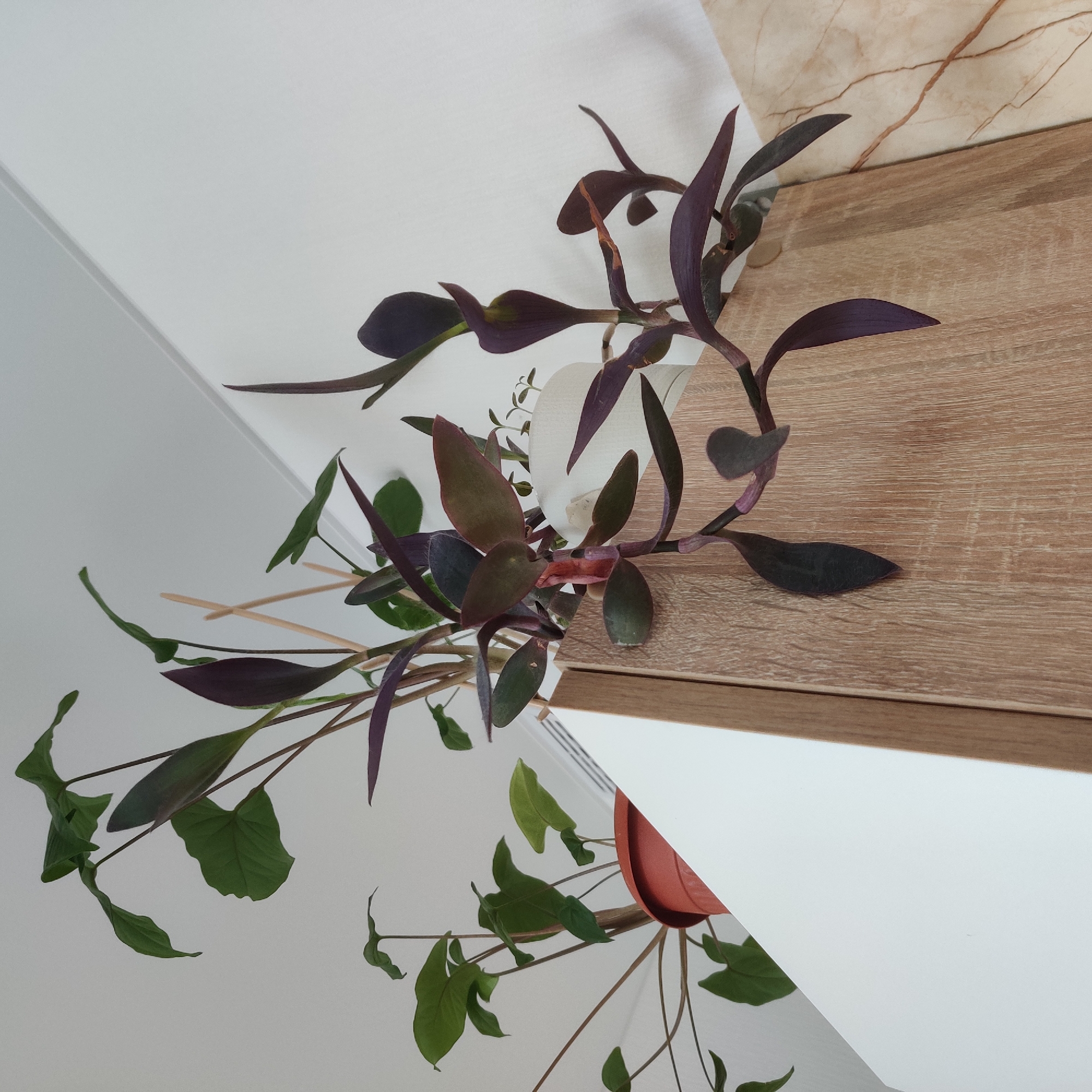 The image shows a close-up view of several houseplants on top of a white and light wood cabinet. On the left, there is a plant with large, arrowhead-shaped green leaves in a terracotta pot. To the right of this, a plant with long, trailing stems and dark purple leaves is prominent. Some of these stems are supported by thin wooden stakes. A white pot with small green seedlings is visible behind the purple-leaved plant. The background consists of a white wall that meets the ceiling at an angle. To the right of the cabinet, a marble-patterned surface is visible. No people are present in the image. The scene appears to be indoors, possibly in a room or on a shelf in a home or office. There is no information to indicate the location is in Yekaterinburg, Russia.