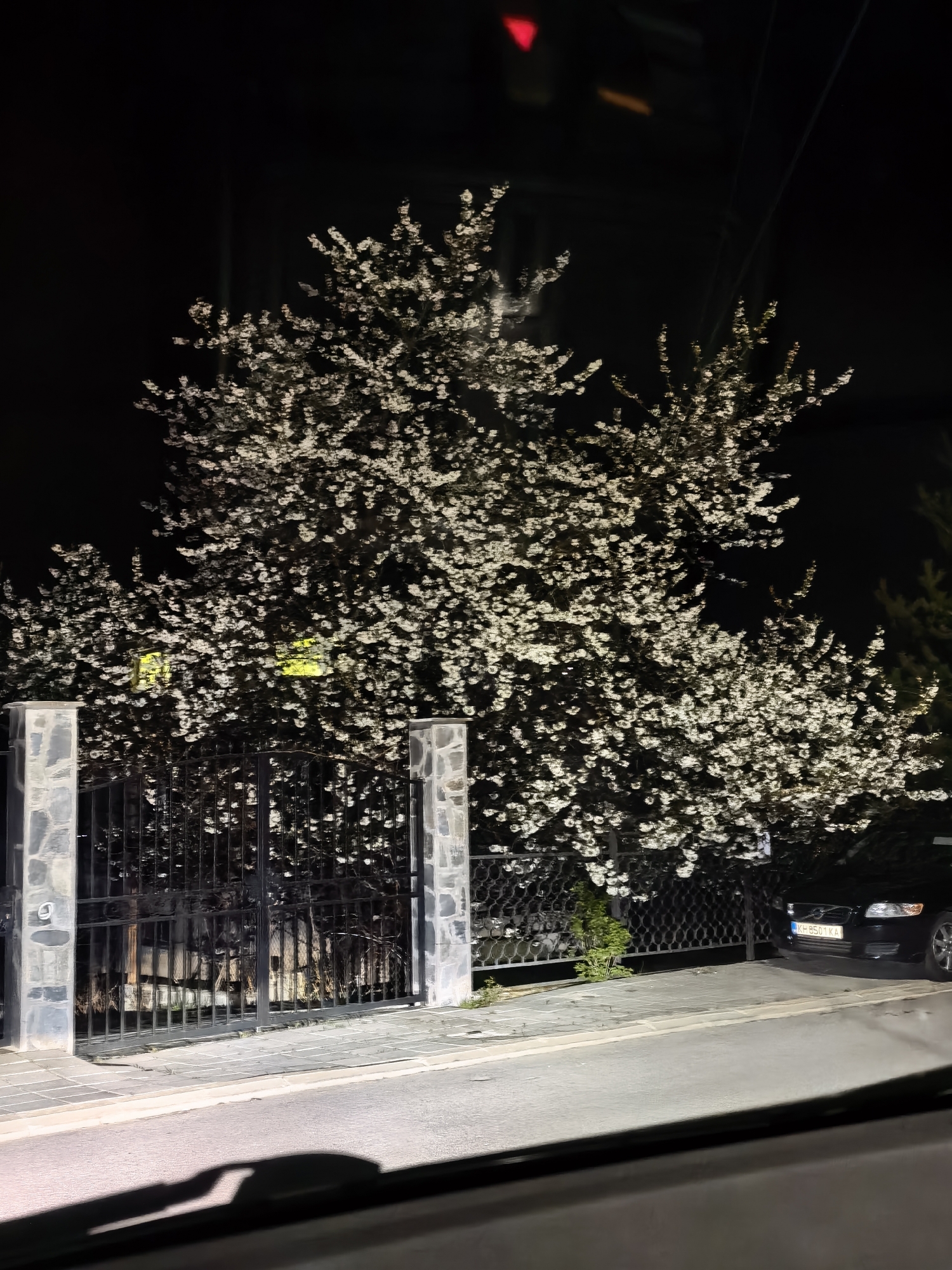 The image shows a nighttime scene in an urban environment. A flowering tree is prominently displayed in front of a gate and a stone wall. The blossoms on the tree are densely packed, and they appear to be white or light-colored. The gate is made of black metal bars and is situated between two stone pillars. Behind the tree and to the right, there is a car parked alongside the curb. A street is visible in the foreground, partially lit by the headlights of a vehicle, presumably the one taking the picture. The overall lighting is dim, with the streetlights and vehicle headlights illuminating the main subjects. The city and country are not possible to determine based on the visible data.
